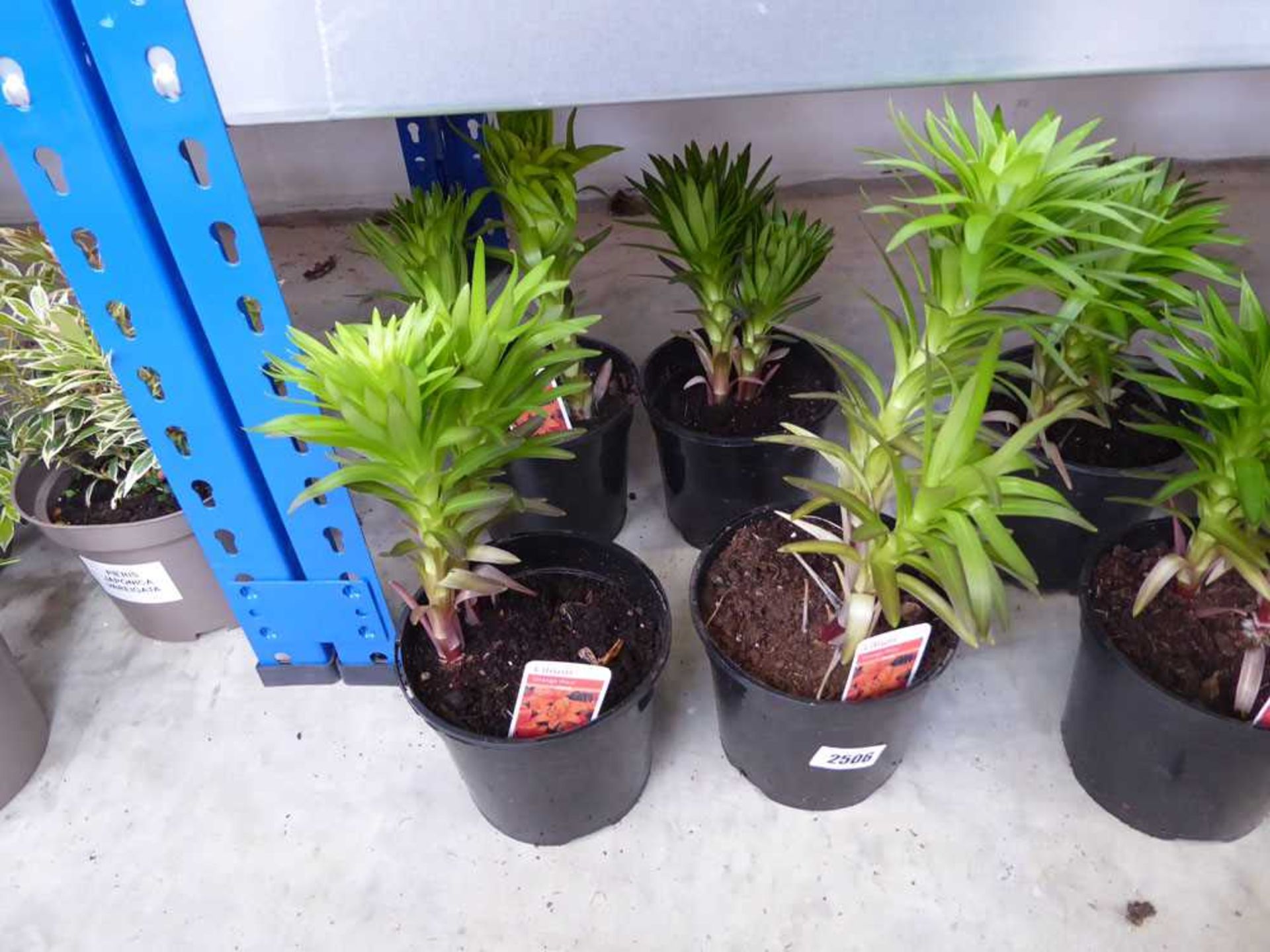 4 potted lilium plants