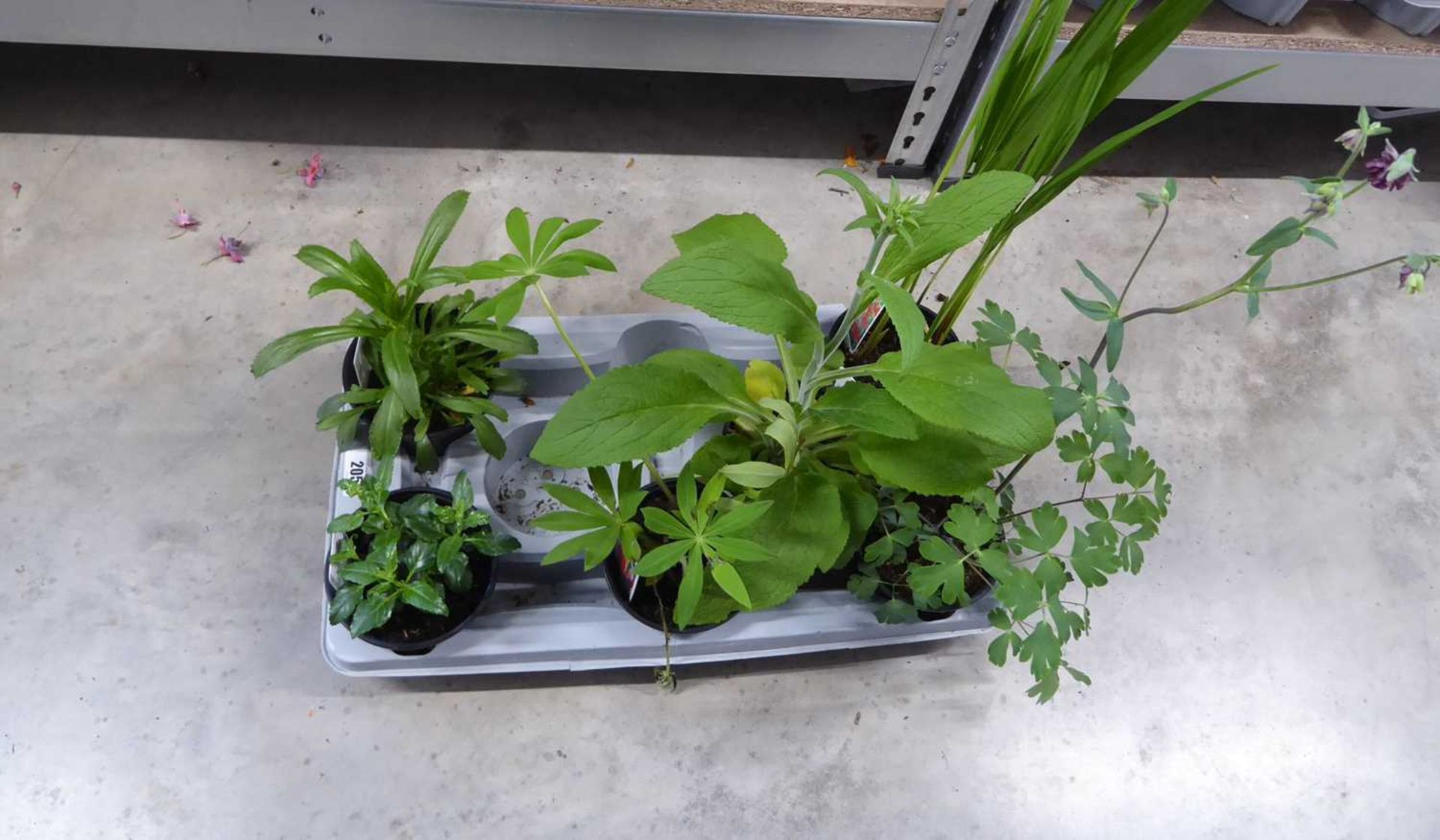 Tray containing 6 pots of mixed plants