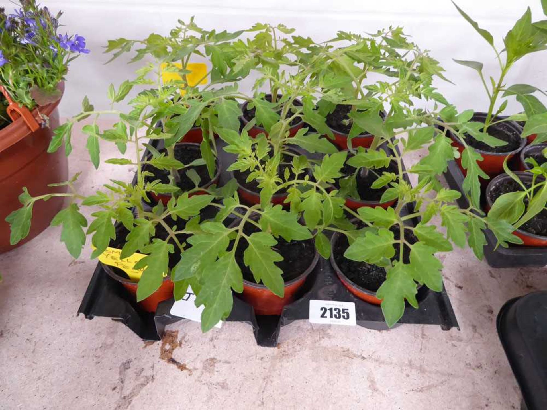 Tray containing 9 pots of Yellow Pear tomato plants