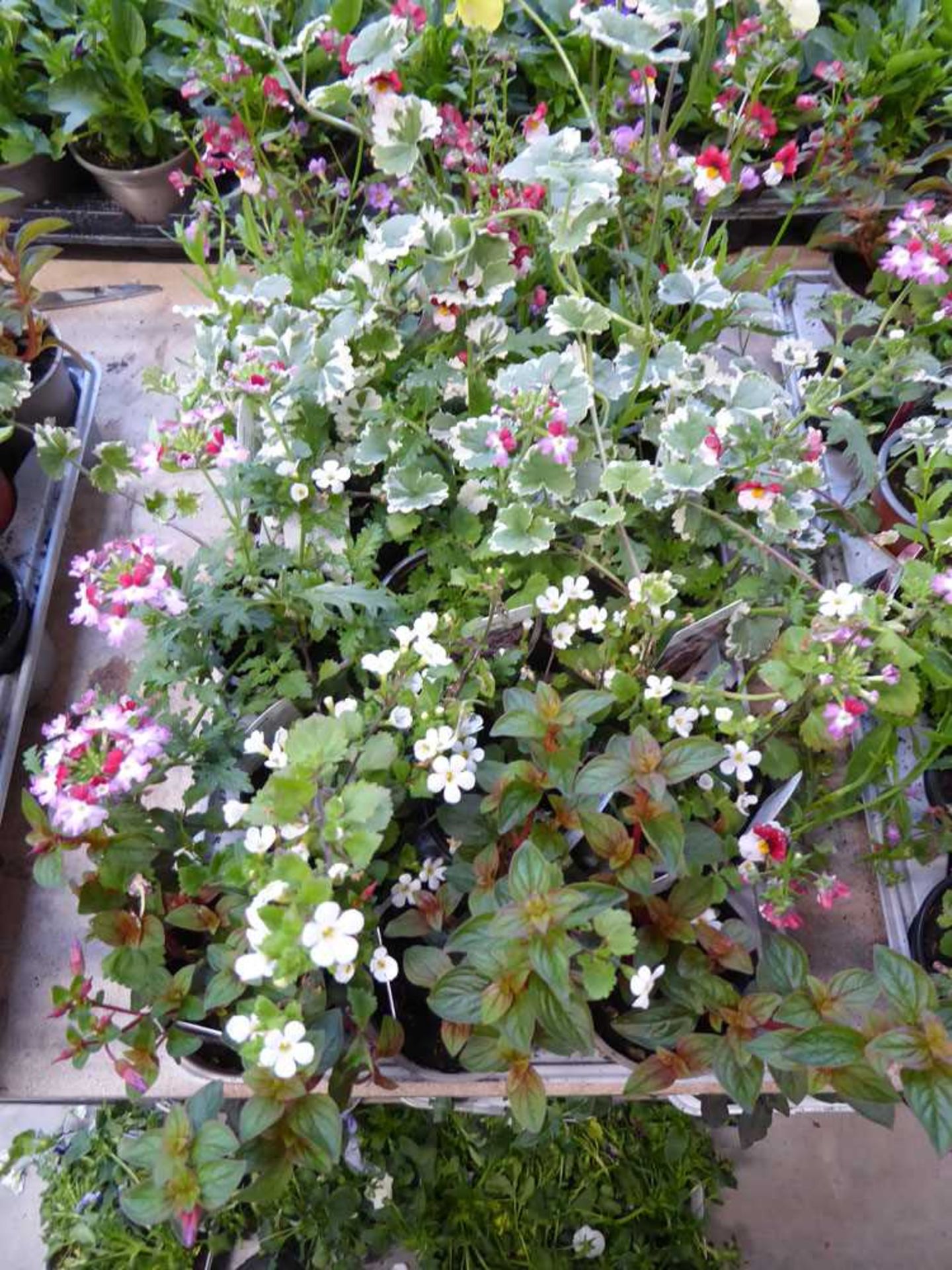 Tray of mixed basket plants