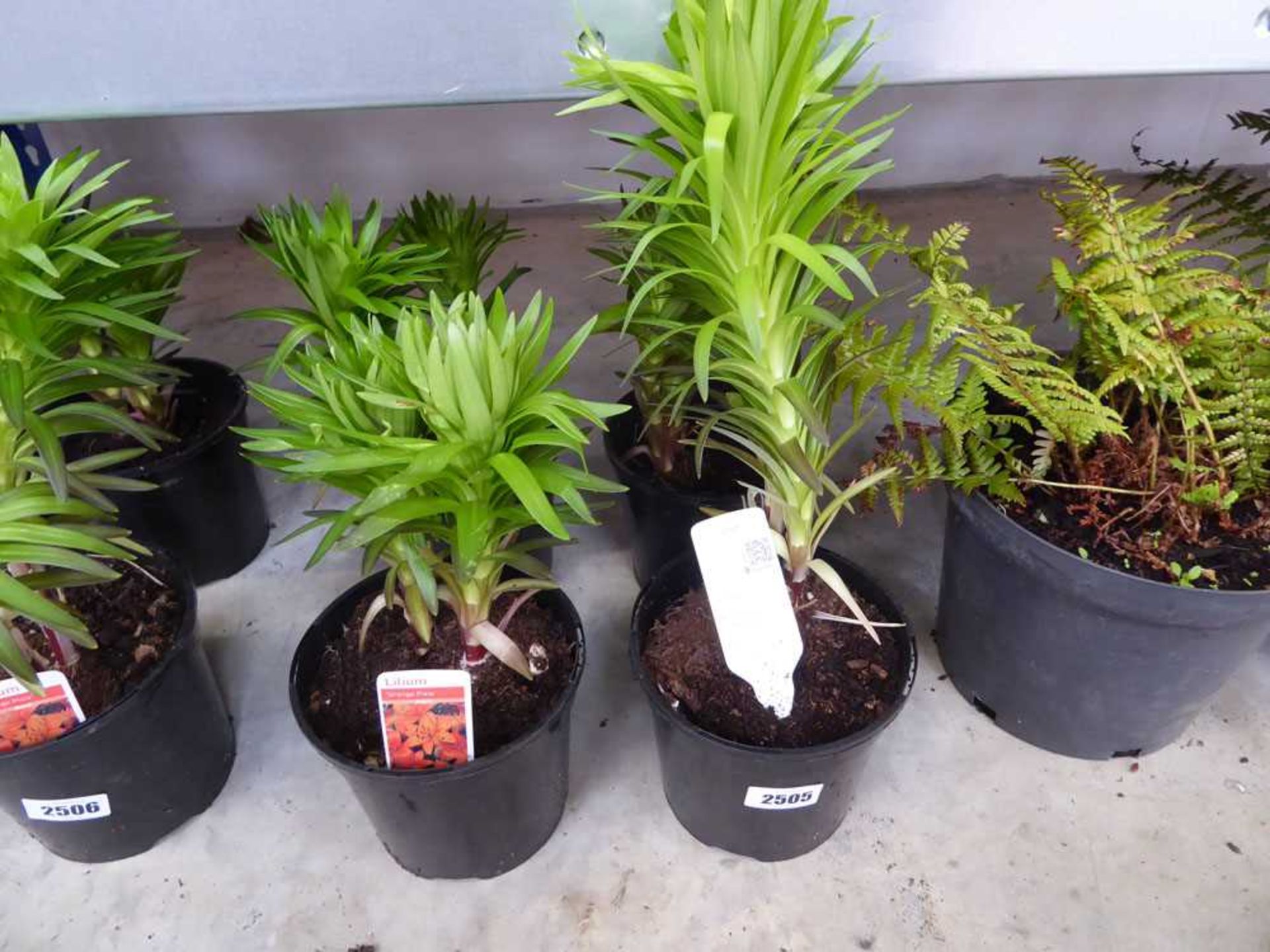 4 potted lilium plants