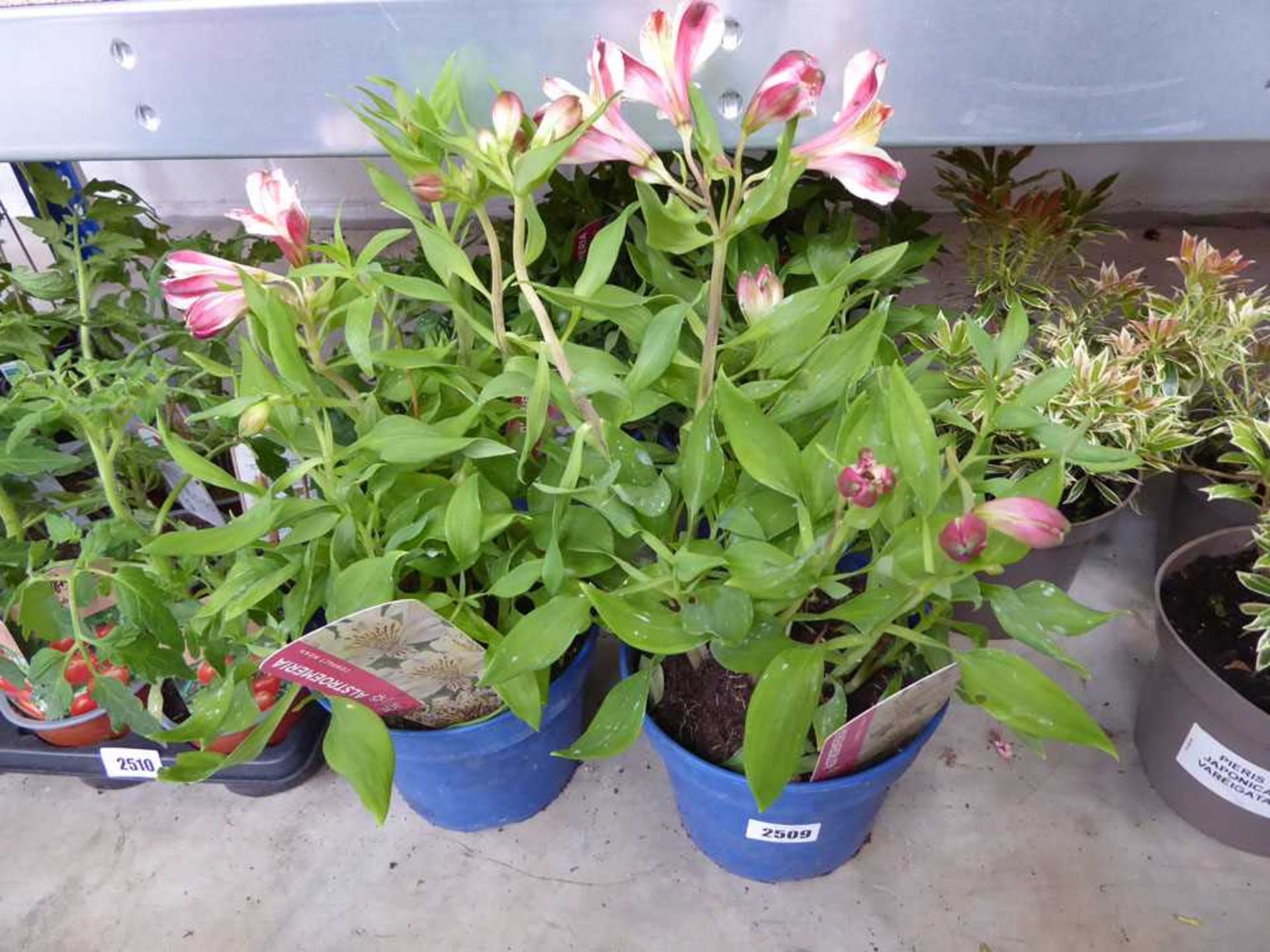 6 potted compact Noah alstroemeria plants