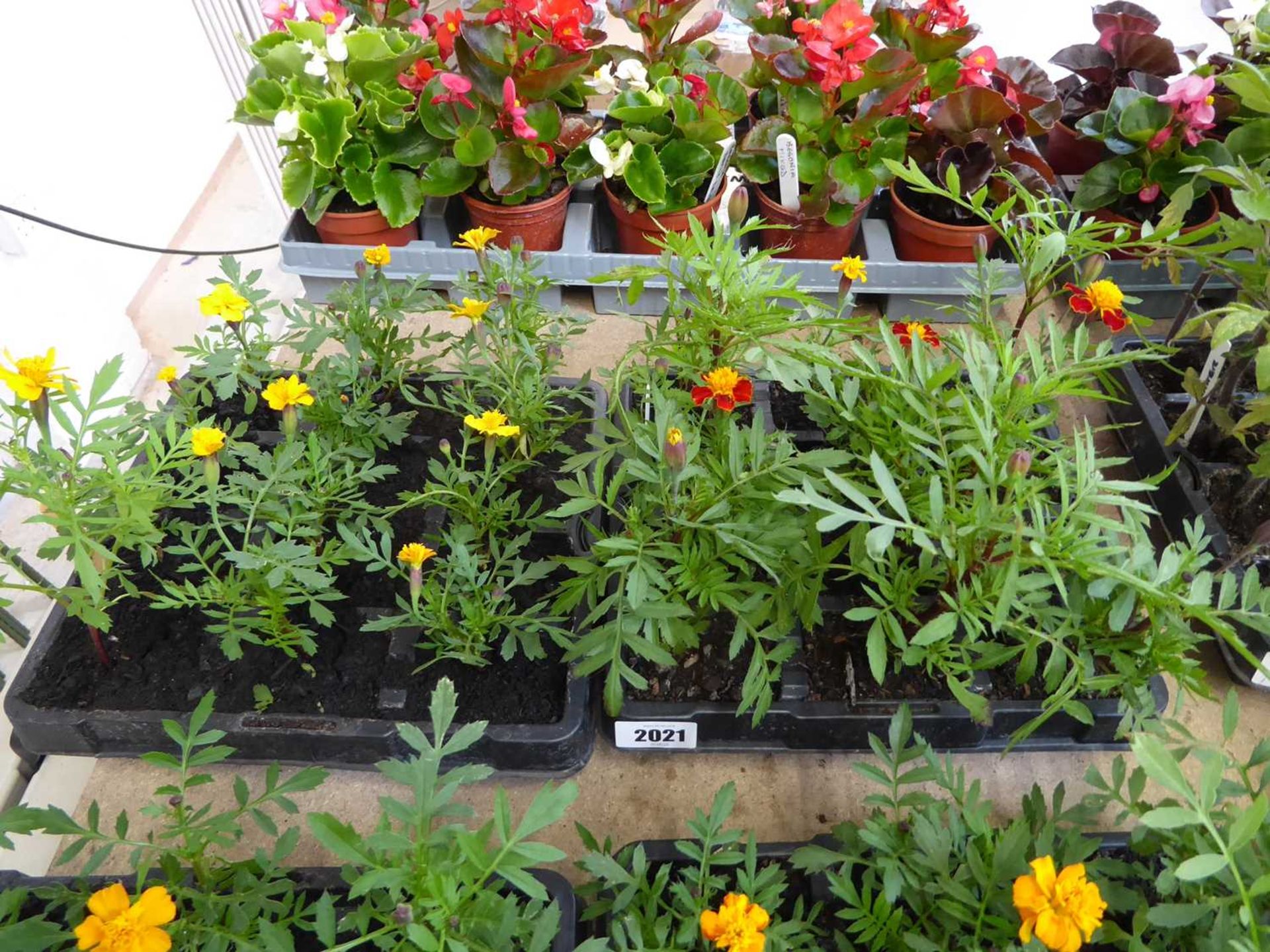 2 trays containing 24 French marigolds