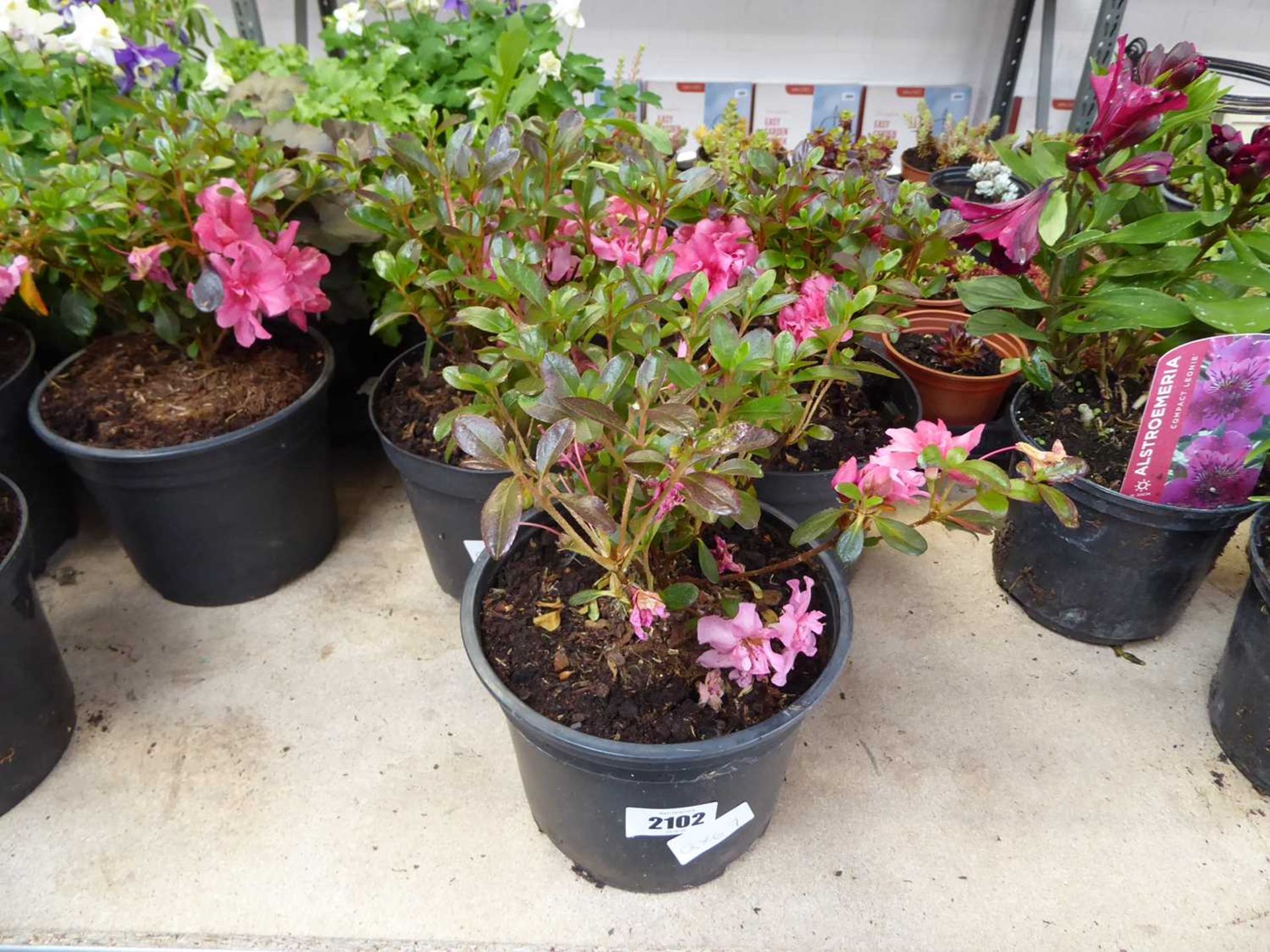 3 pink flower azaleas