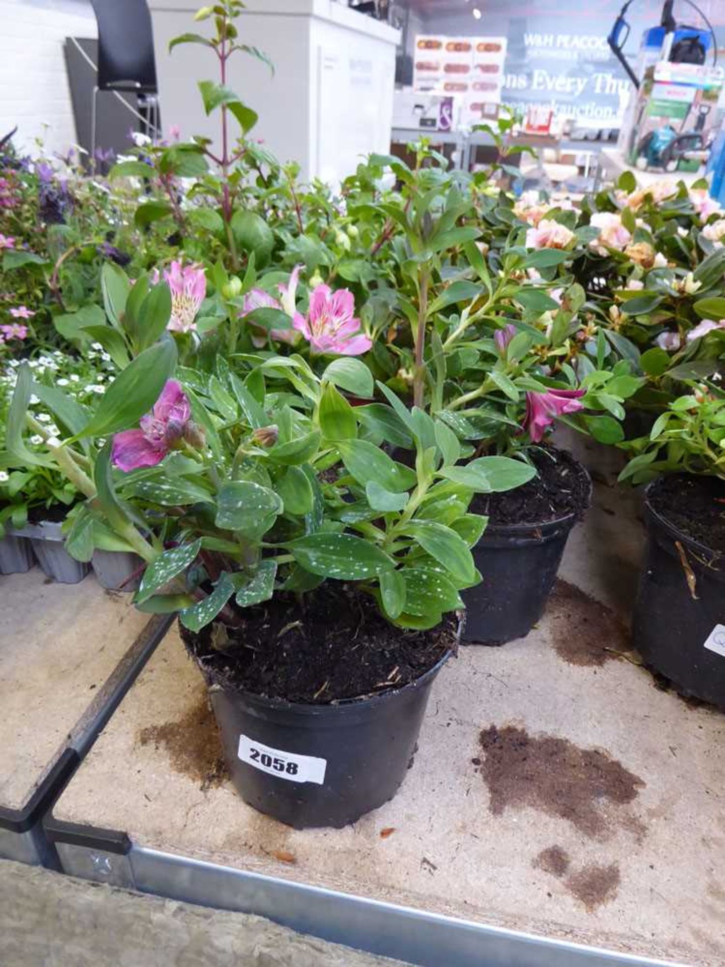 3 potted alstroemeria