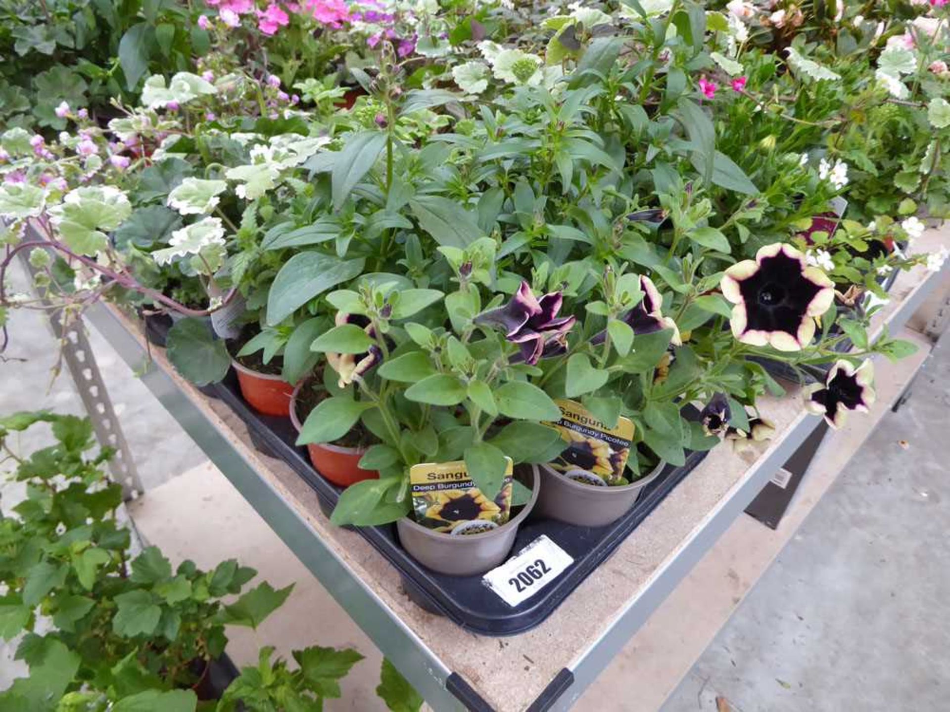 Tray containing 18 pots of mixed basket plants