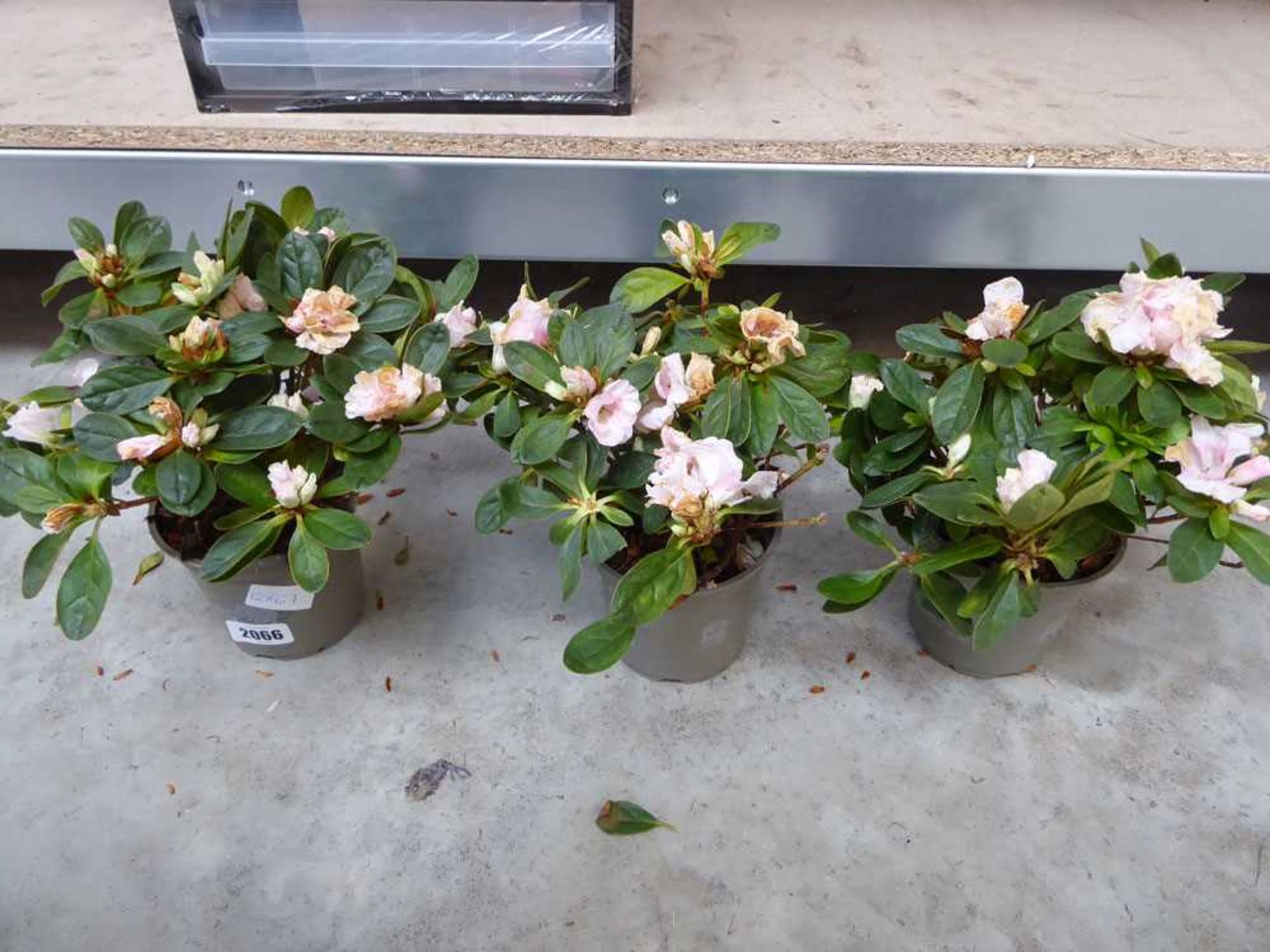 3 potted azaleas