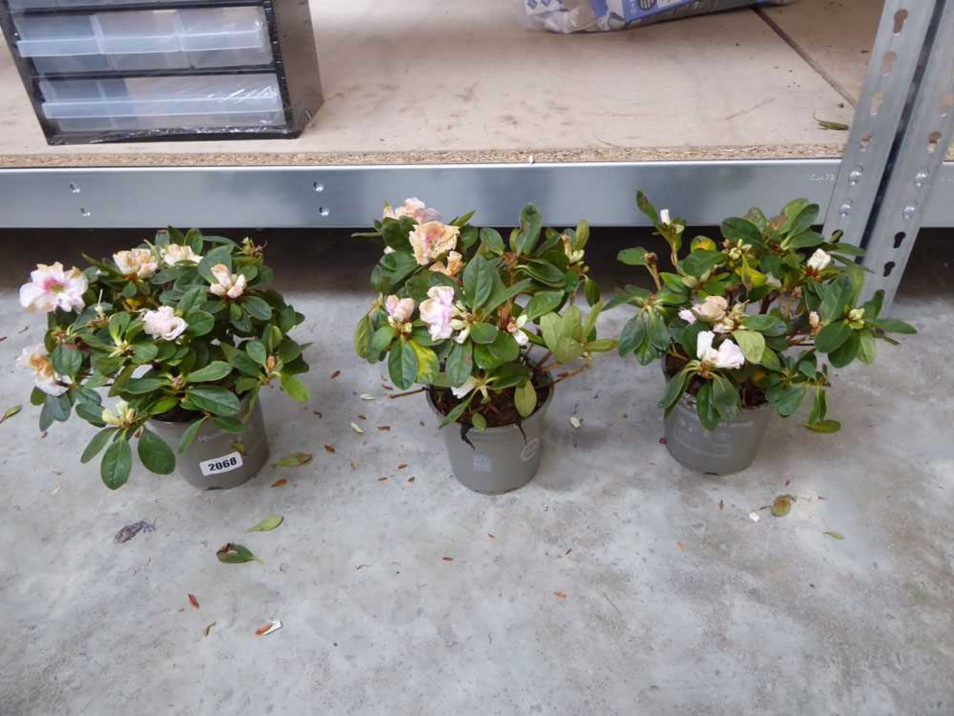 3 potted azaleas