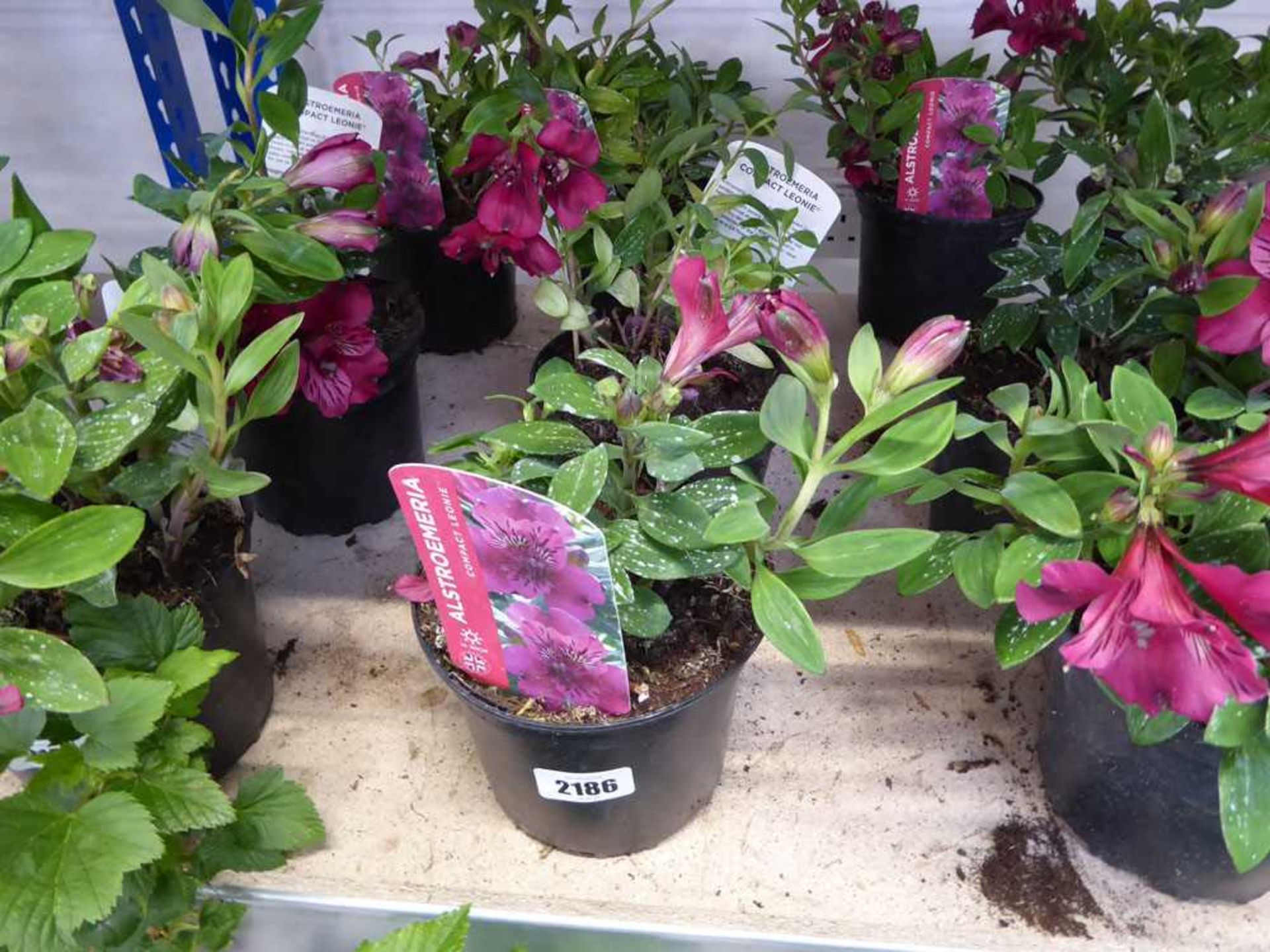 Pair of potted alstroemeria