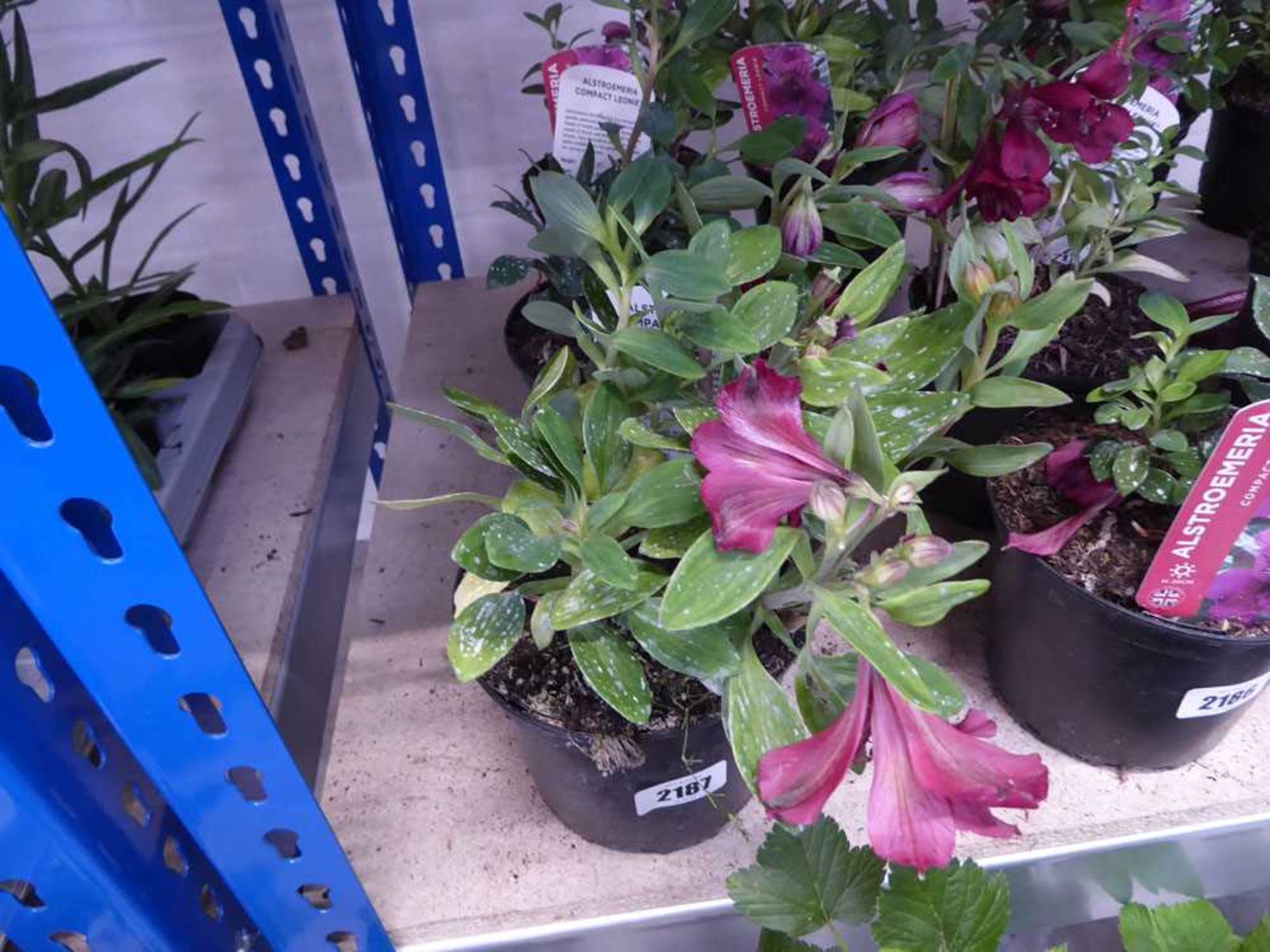 Pair of potted alstroemeria
