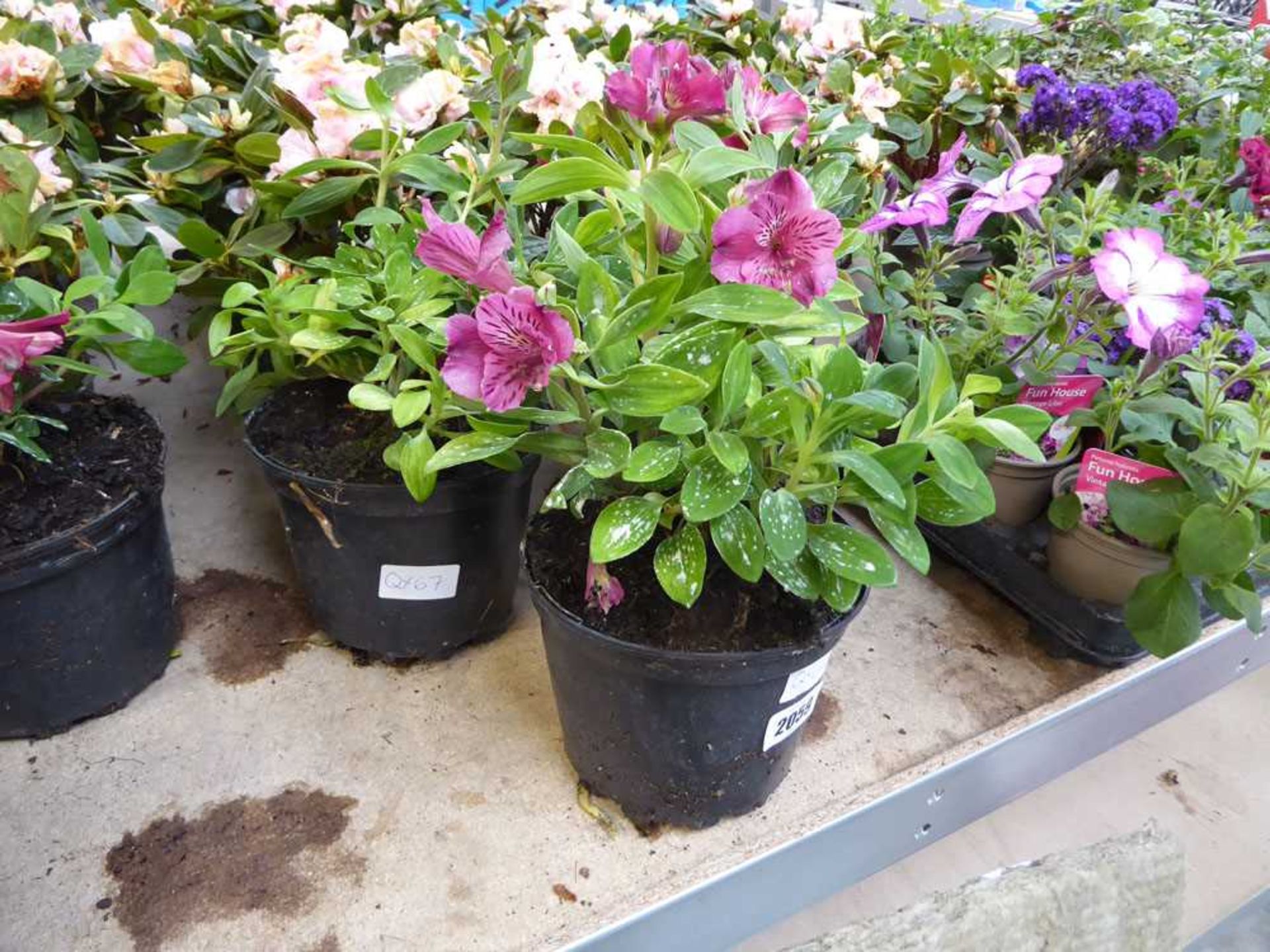 3 potted alstroemeria