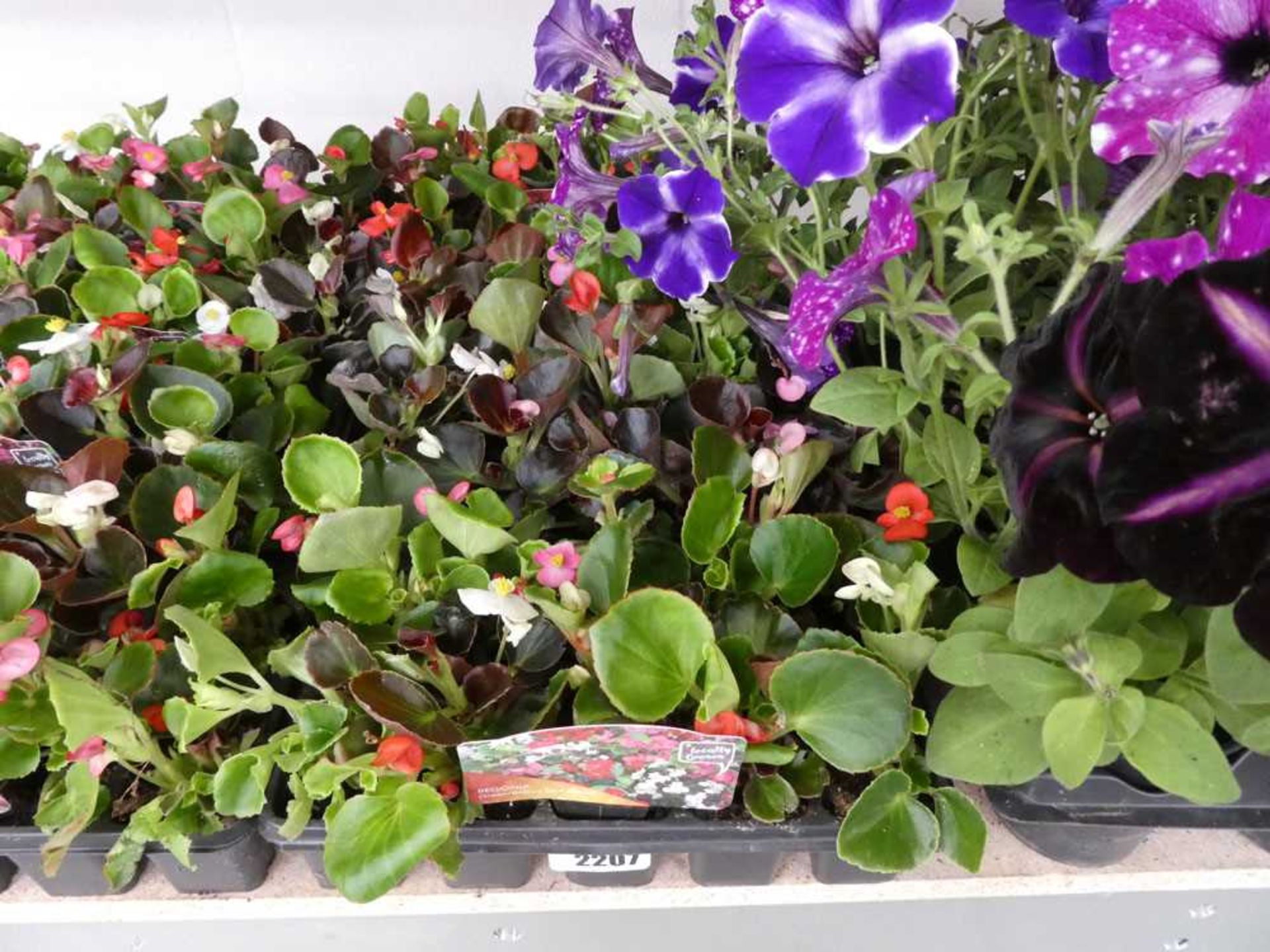 4 trays containing approx. 40 green/ bronze leaf mixed begonias