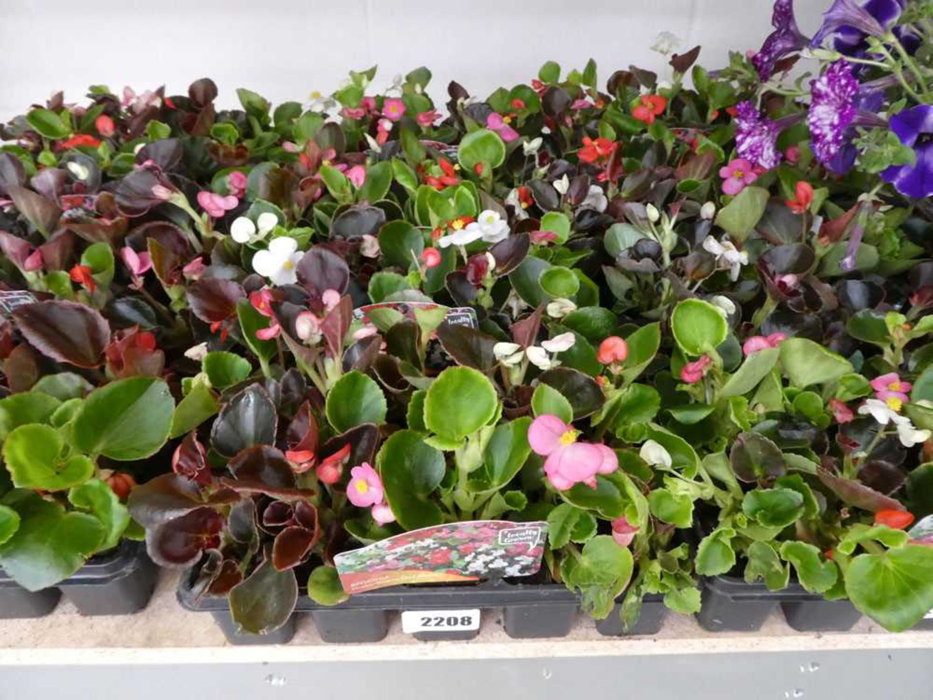 4 trays containing approx. 40 green/ bronze leaf mixed begonias