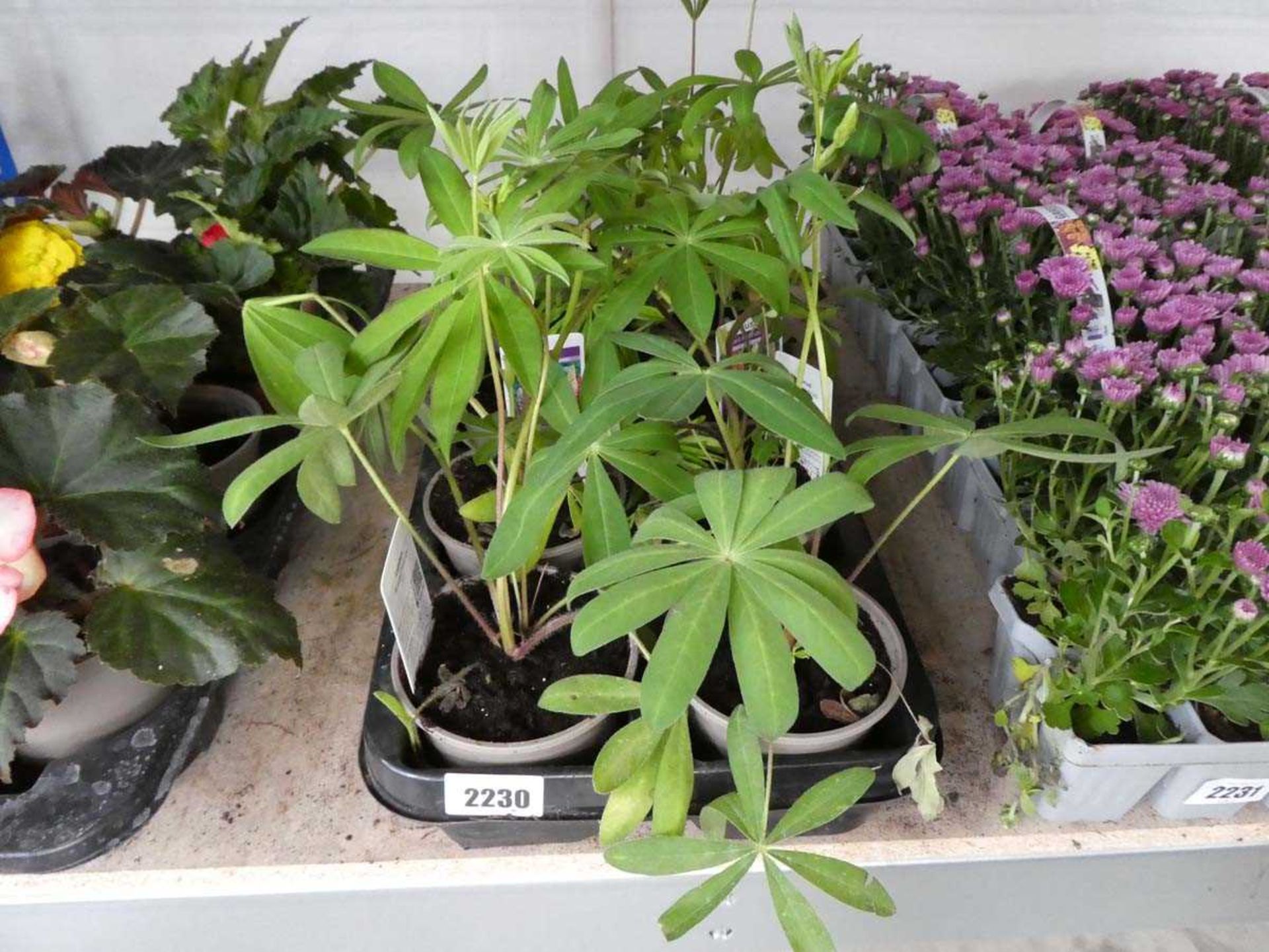 Tray containing 10 pots of lupins