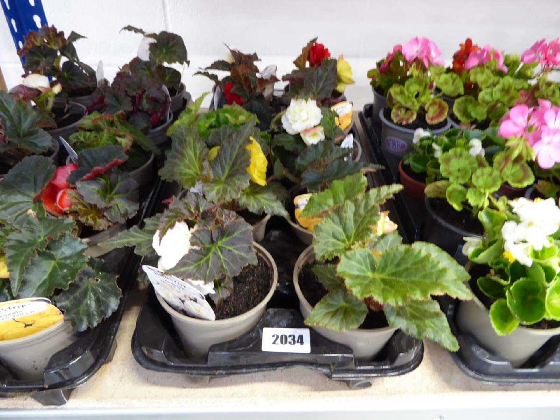 Tray containing 10 pots of begonias