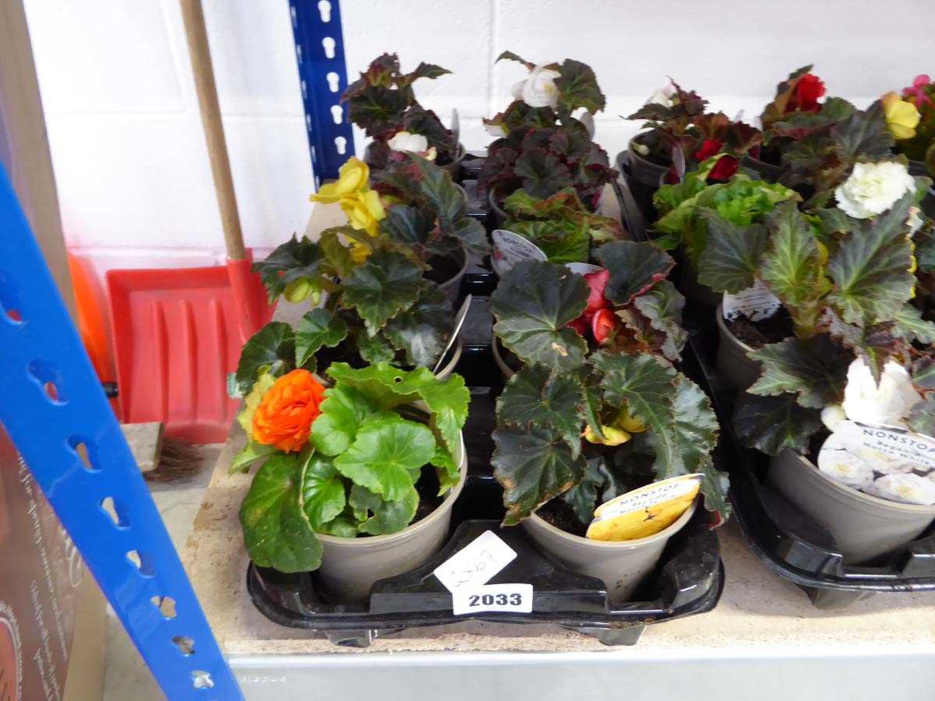 Tray containing 10 pots of begonias
