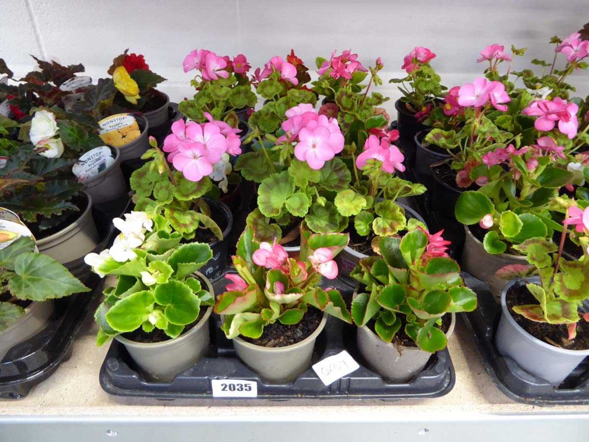 Tray containing 15 pots of begonias and geraniums