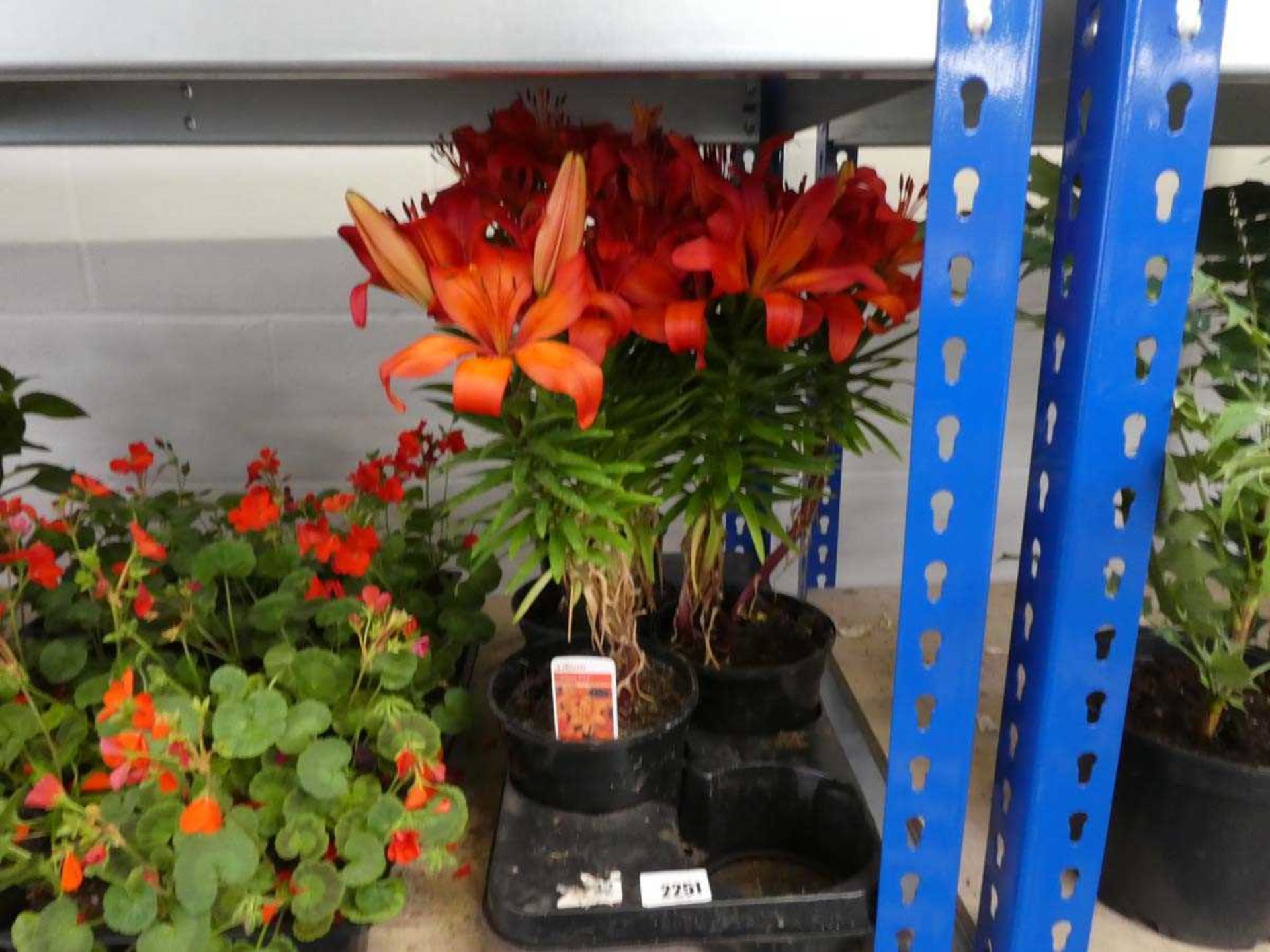 Tray containing orange pixie liliums