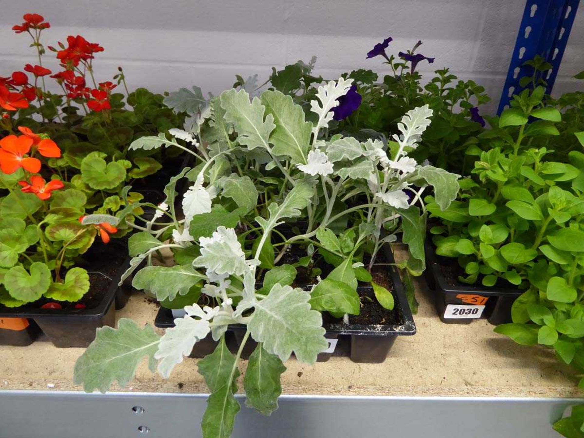 3 trays of cineraria