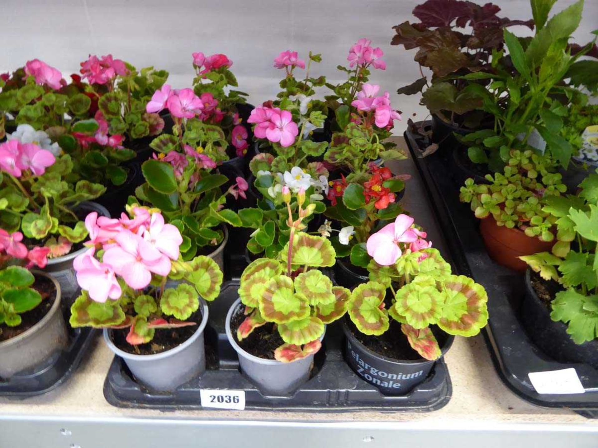 Tray containing 15 pots of begonias and geraniums