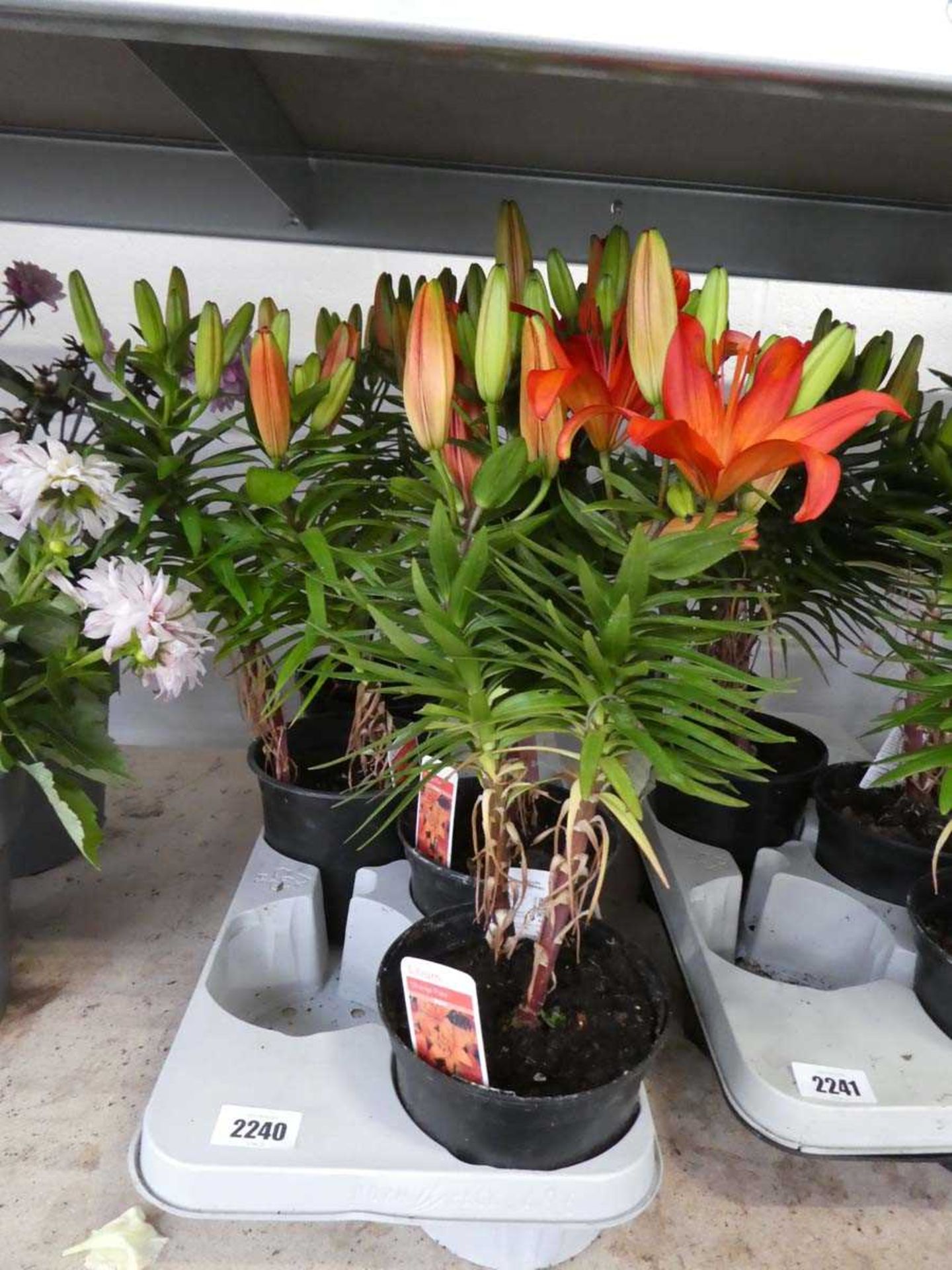 Tray containing orange pixie liliums