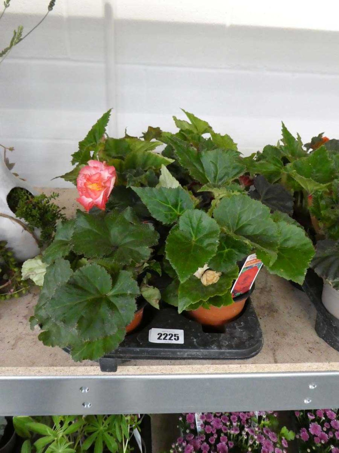 Tray containing 8 pots of begonias