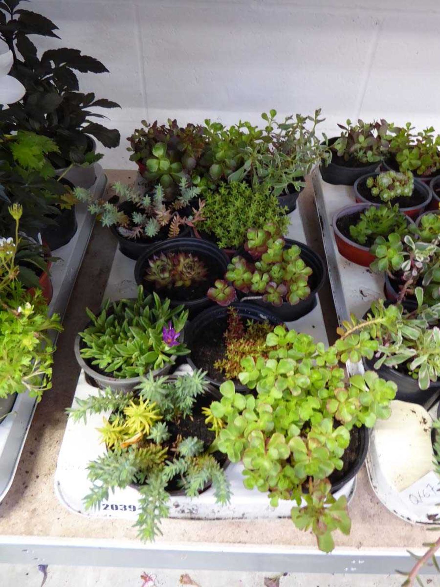 Tray containing 12 pots of mixed rockery plants