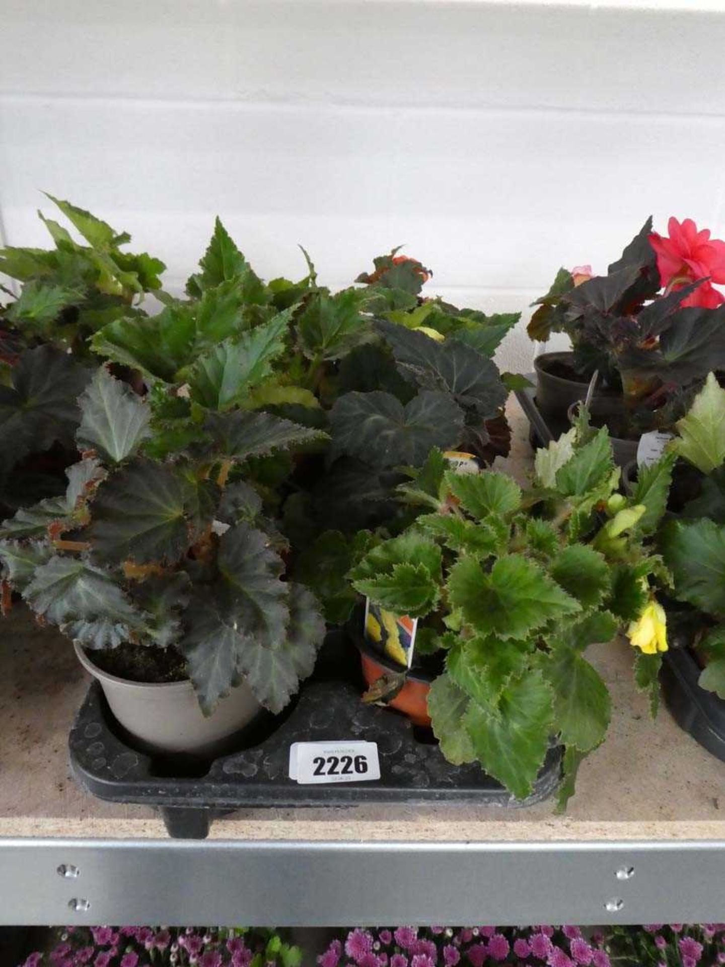 Tray containing 8 pots of begonias