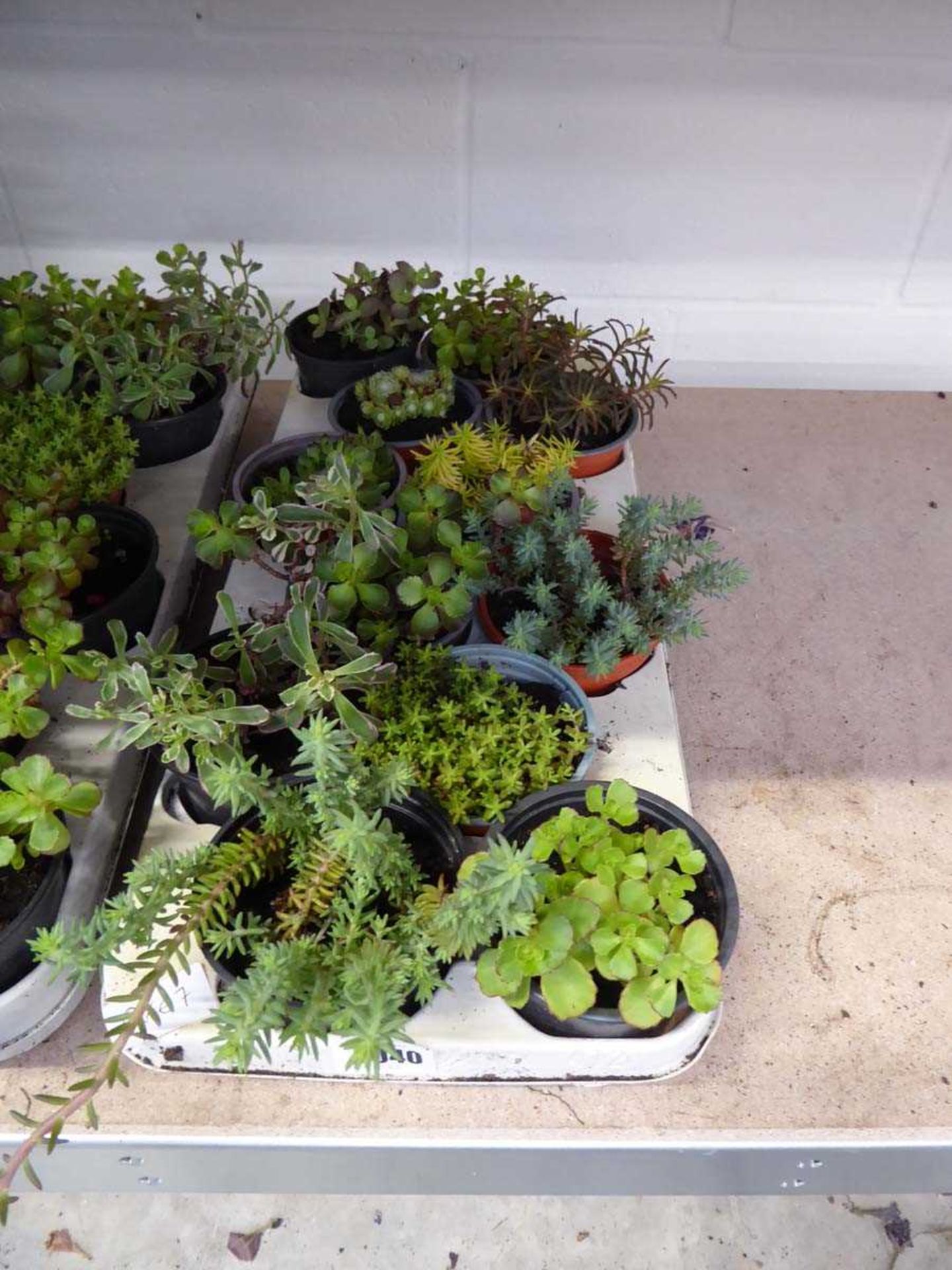 Tray containing 12 pots of mixed rockery plants