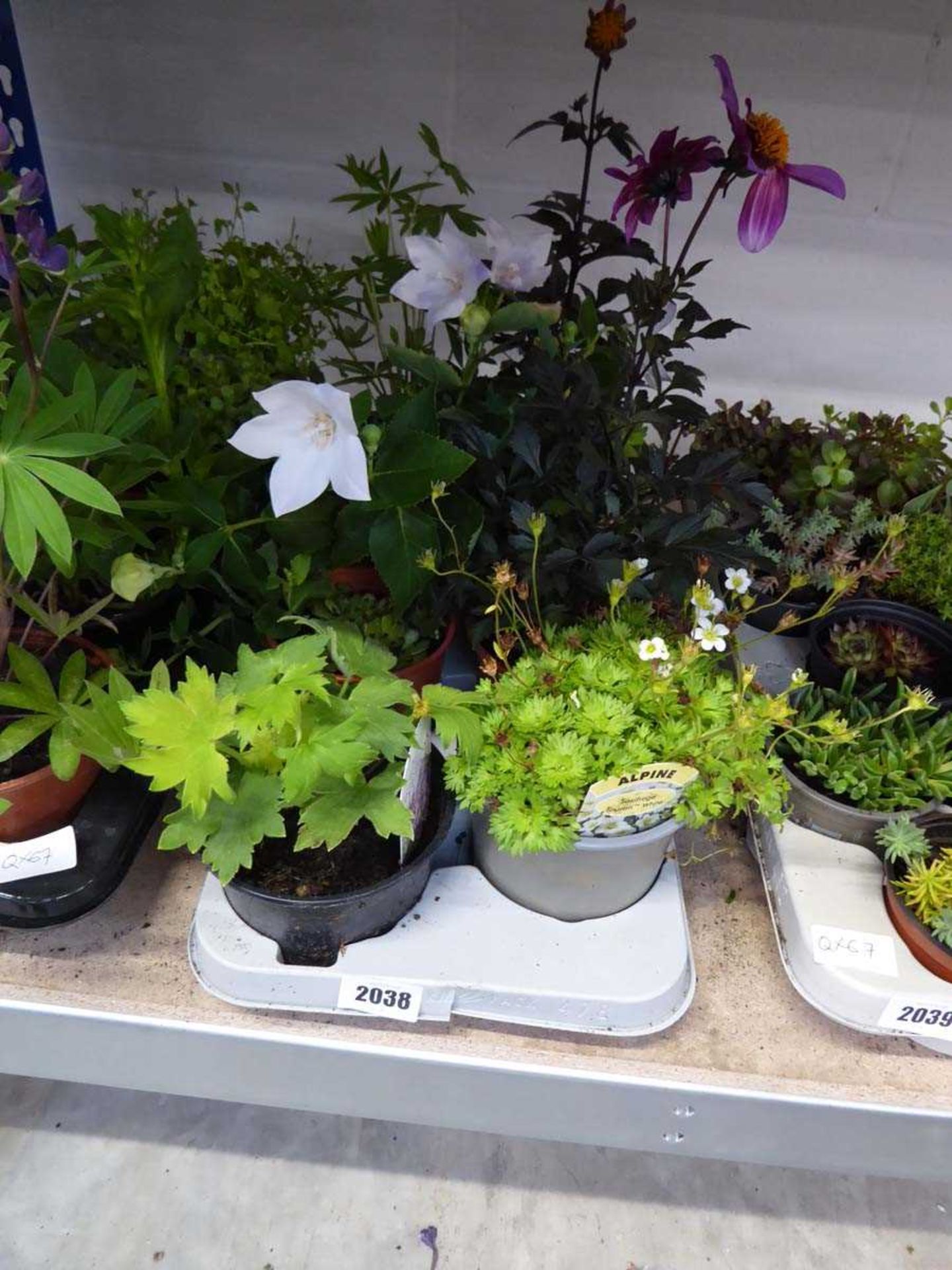 Tray containing 8 pots of mixed perennial plants