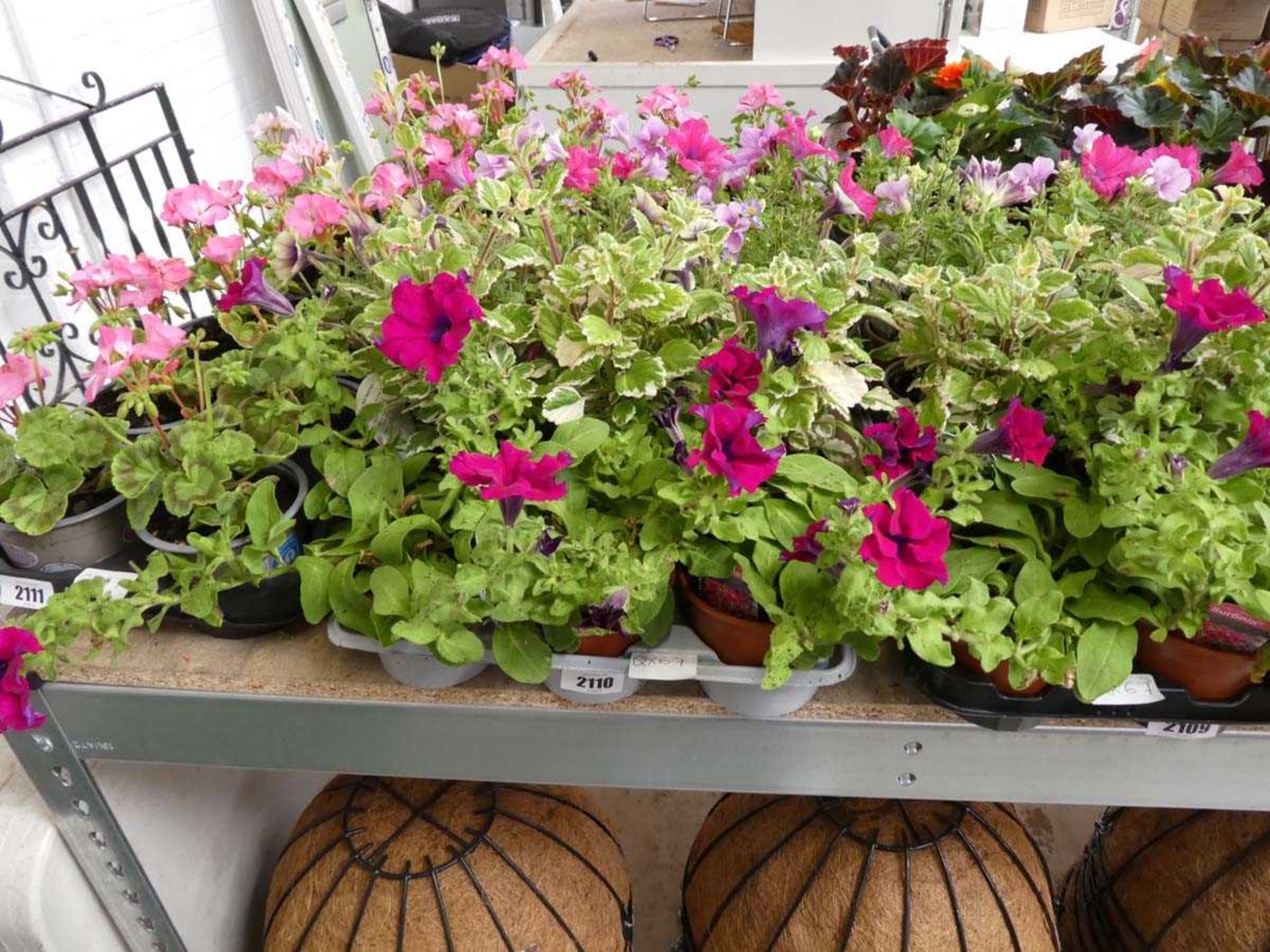 Tray containing 15 pots of mixed basket plants