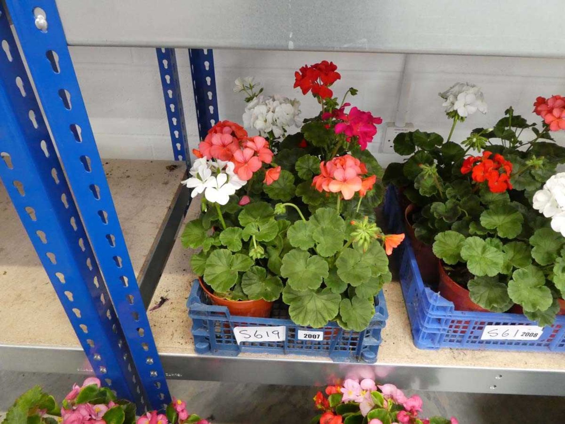 Tray containing 6 pots of geraniums