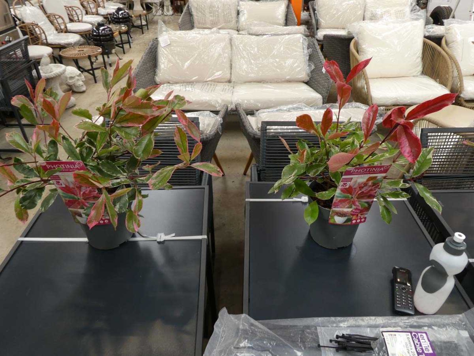 3 potted pink marble photinias