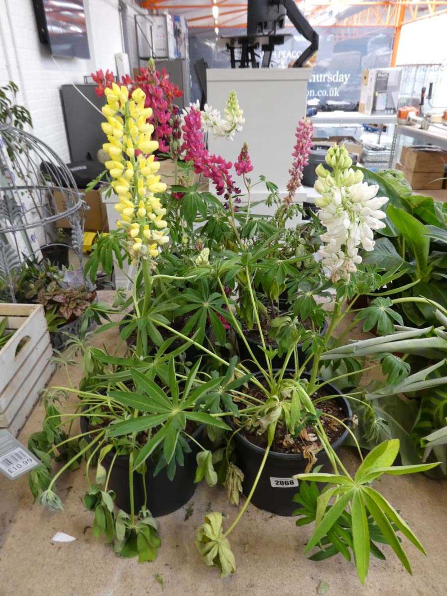6 potted lupins