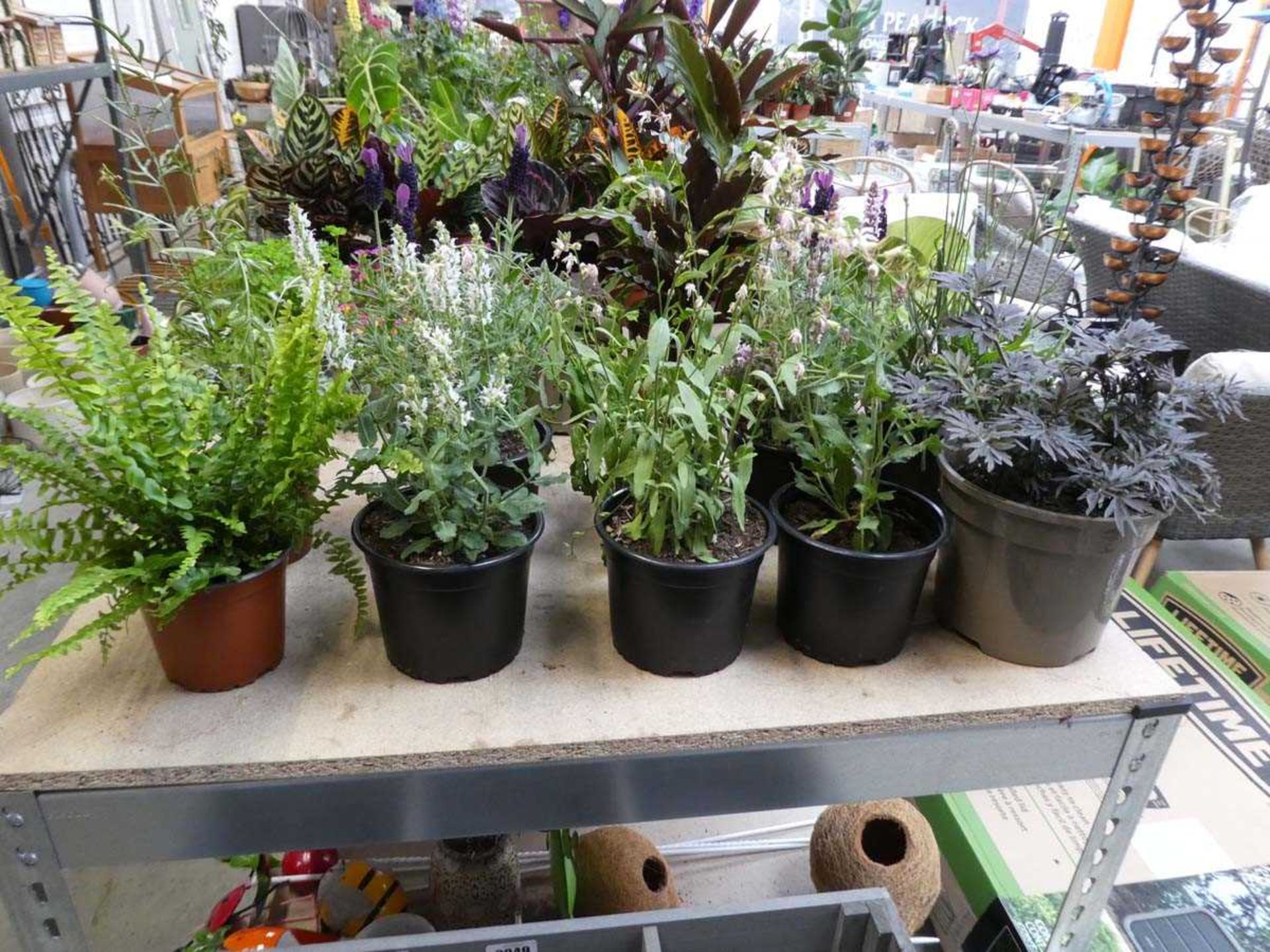 10 mixed garden plants, to include fern, lavender, sambuca etc.