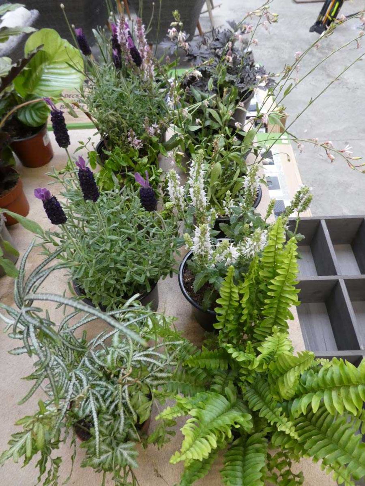 10 mixed garden plants, to include fern, lavender, sambuca etc. - Image 2 of 3