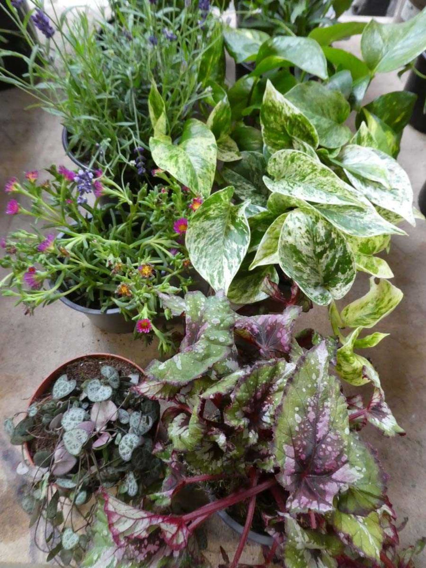 10 potted mixed plants - Image 2 of 3