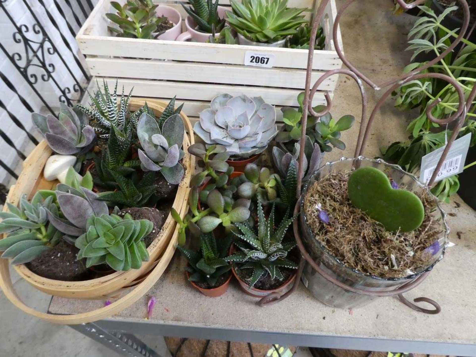 Large quantity of mixed succulent plants - Image 2 of 6