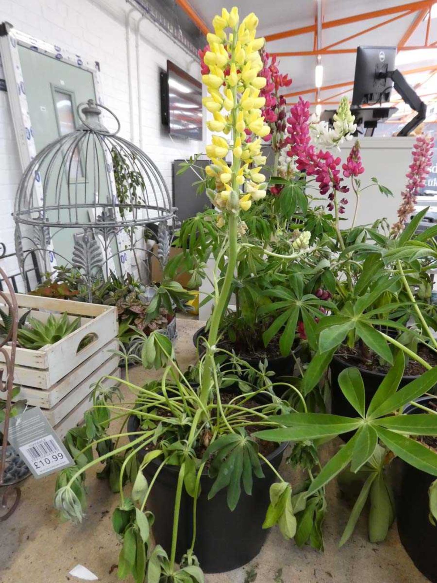 6 potted lupins - Image 3 of 3