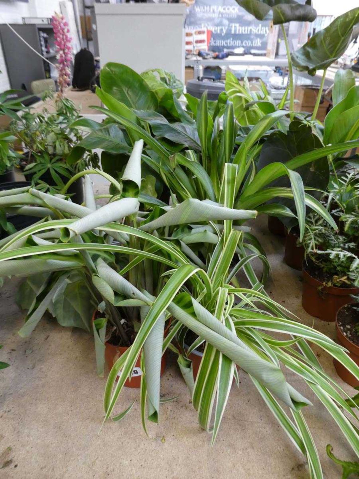 10 potted mixed plants to include spider plants