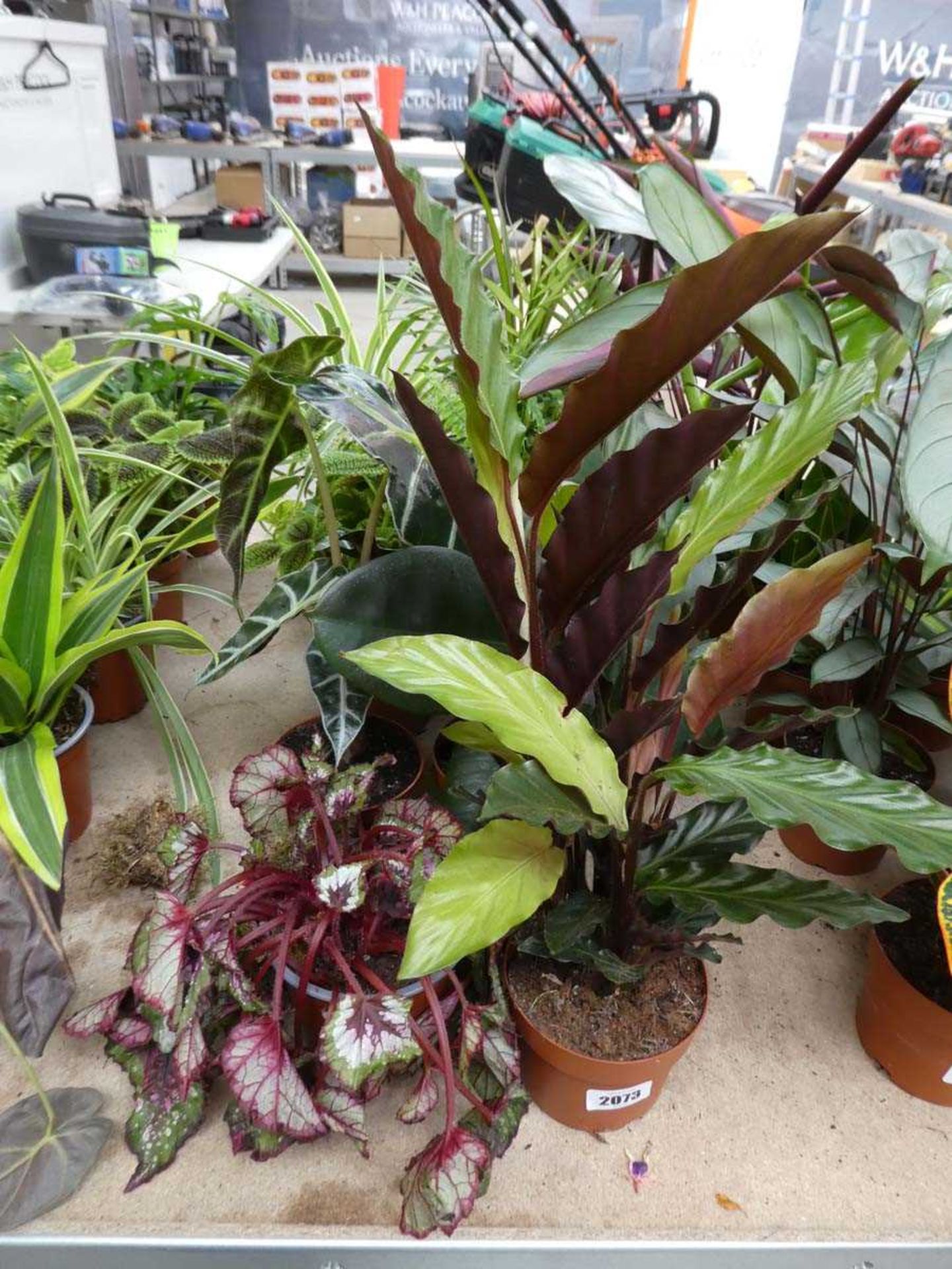 10 potted mixed plants