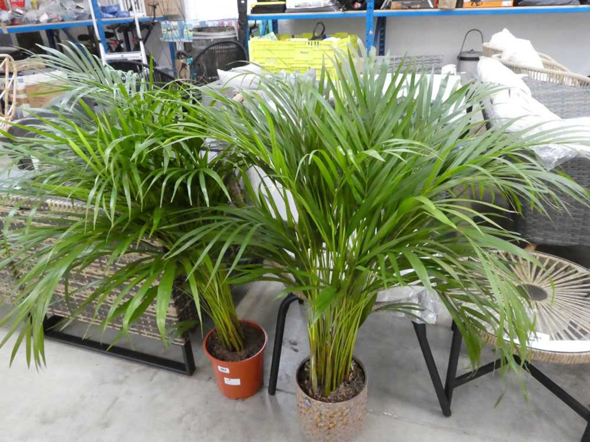 Pair of large patted palms