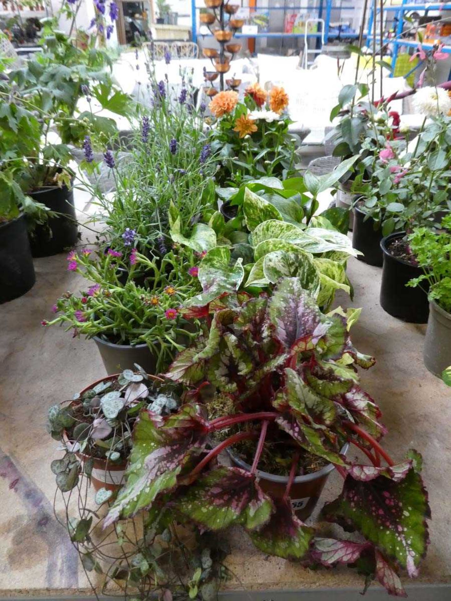 10 potted mixed plants