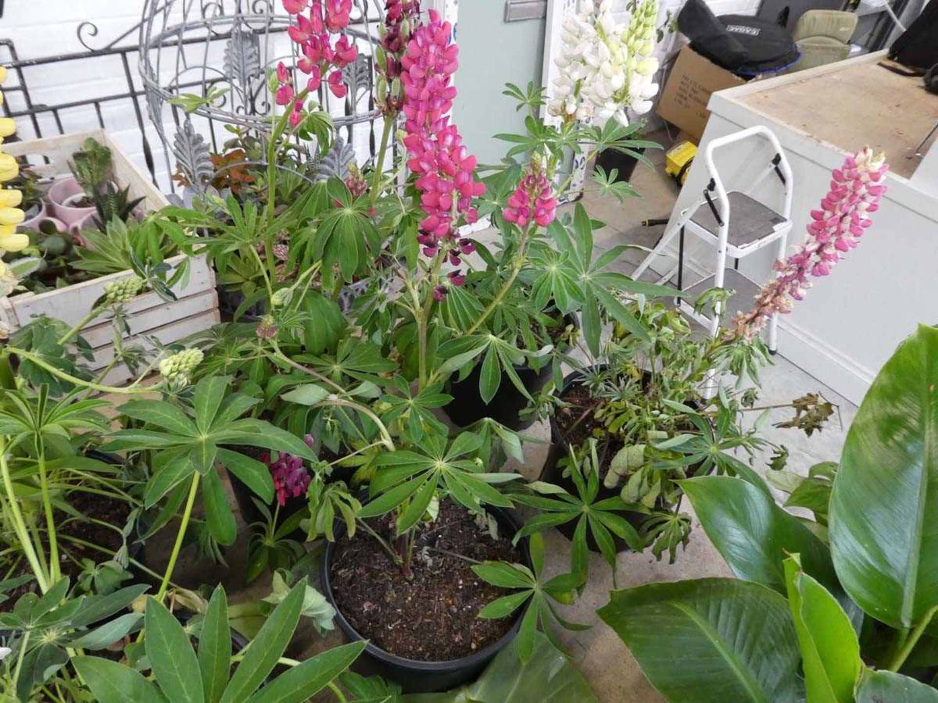 6 potted lupins - Image 2 of 3
