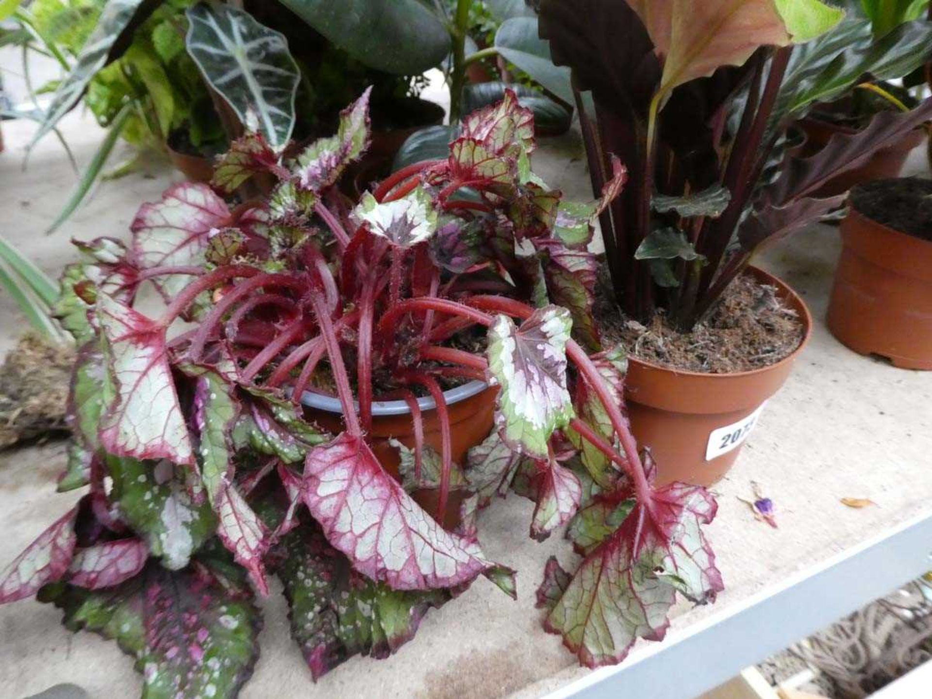 10 potted mixed plants - Image 2 of 5
