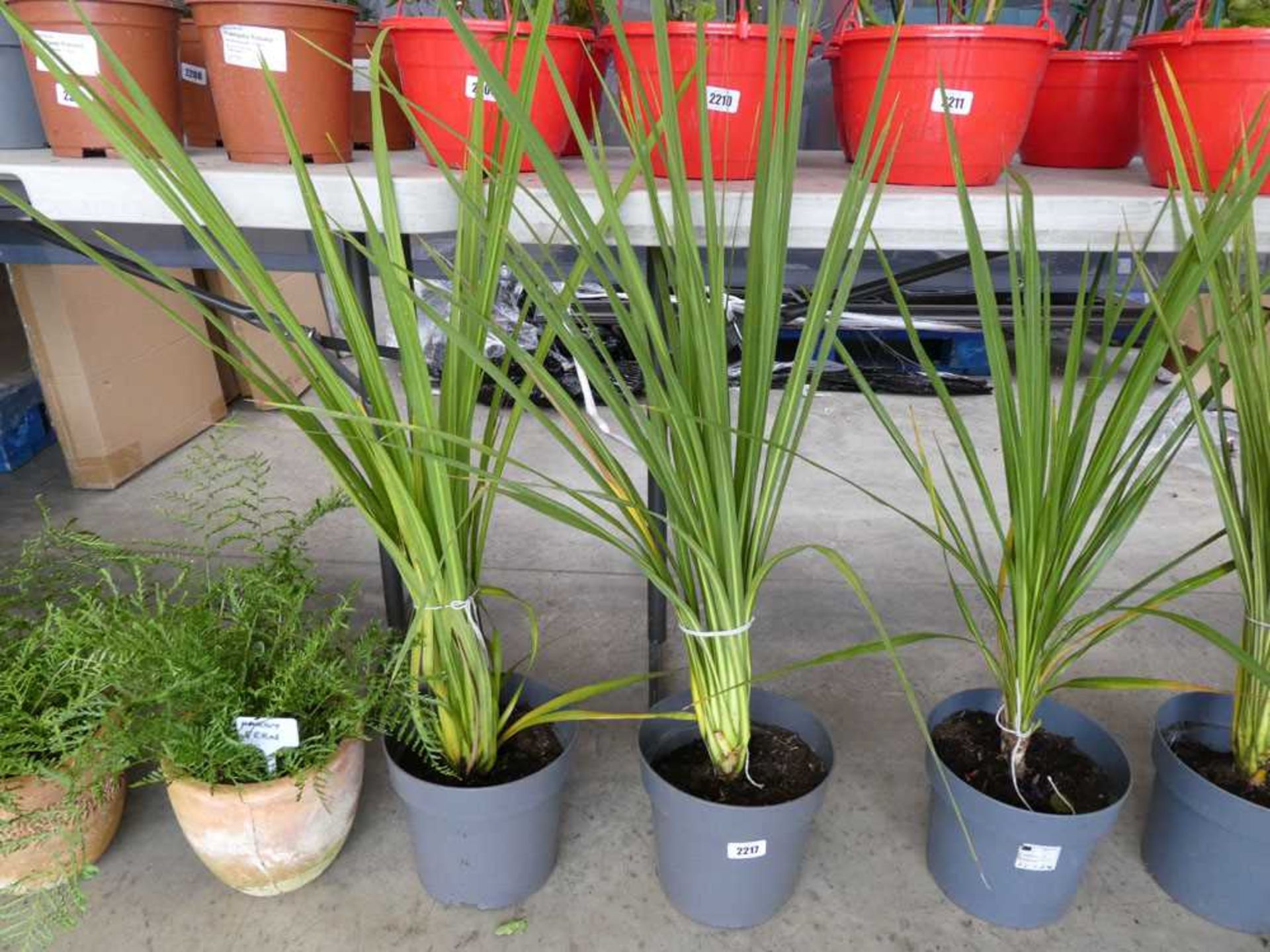 Pair of potted cordylines