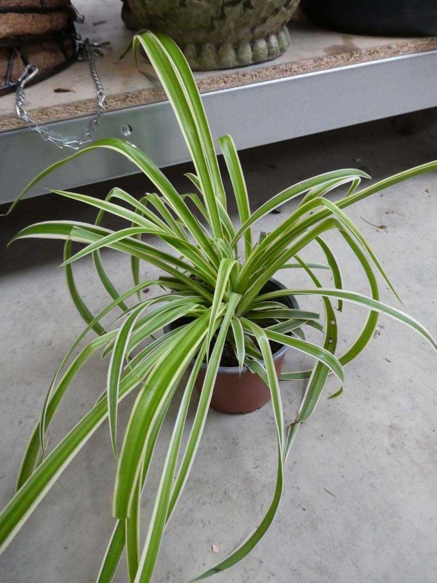 10 potted mixed plants to include spider plants - Image 2 of 4