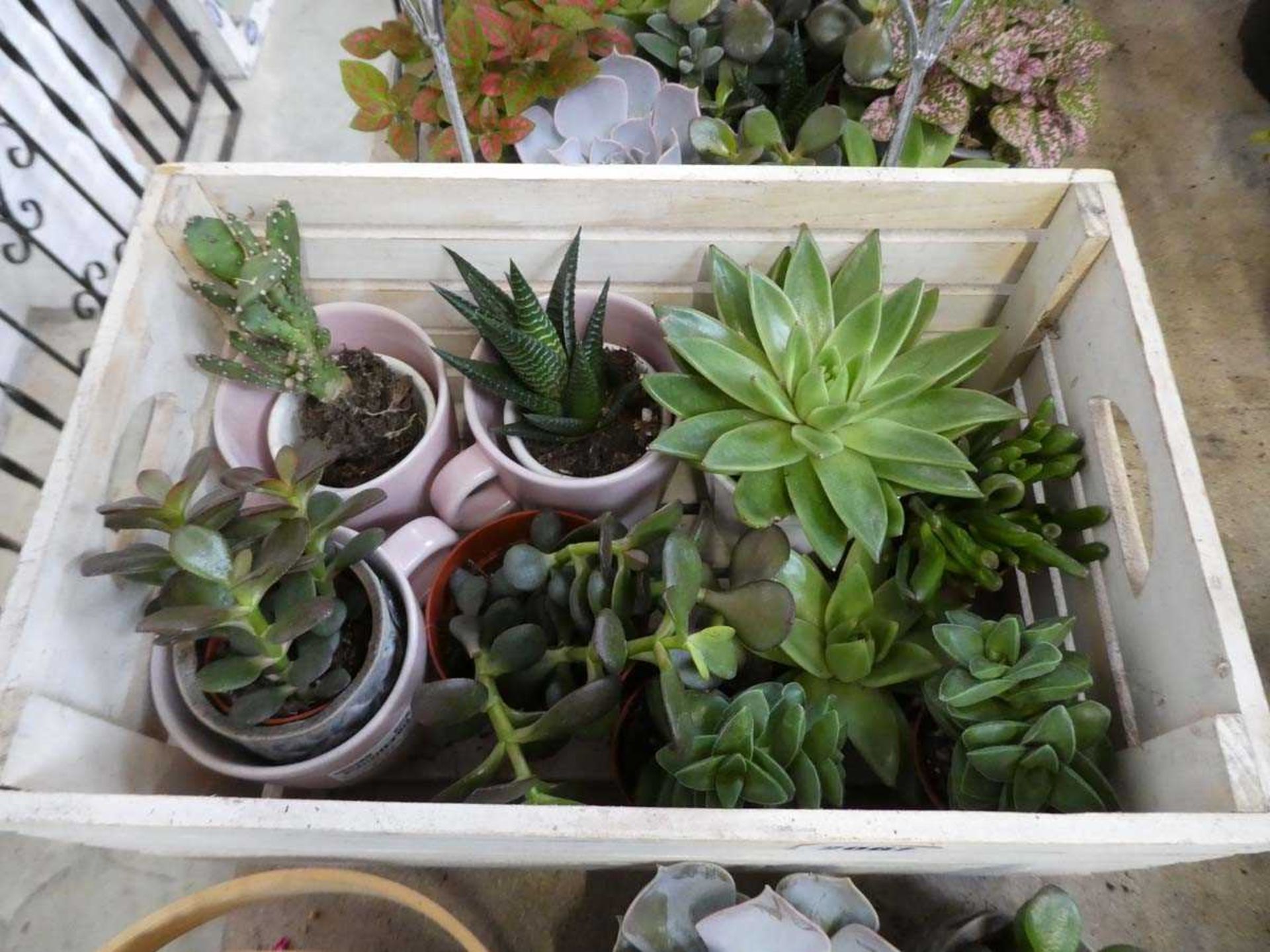 Large quantity of mixed succulent plants - Image 3 of 6