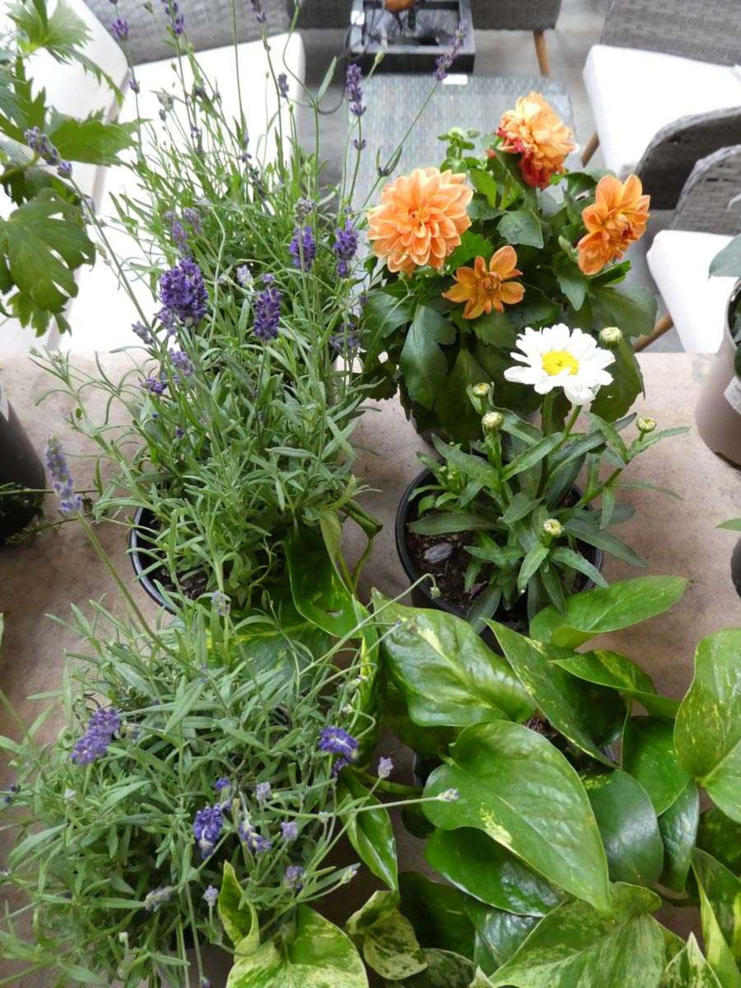 10 potted mixed plants - Image 3 of 3