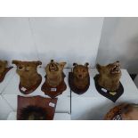 Four taxidermy masks inc. 3 foxes and a jackal